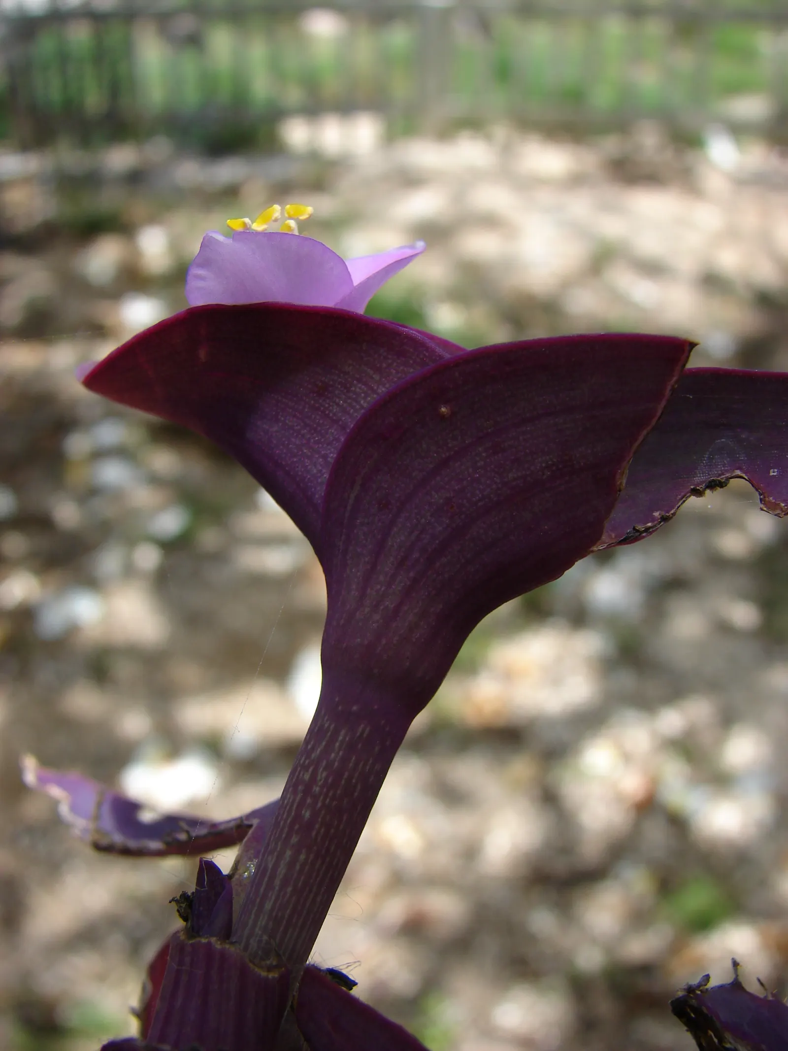 Purple Heart, Purple Queen (Tradescantia Pallida 'Purpurea') — and it's best to keep it away from pets as it can be toxic if ingested