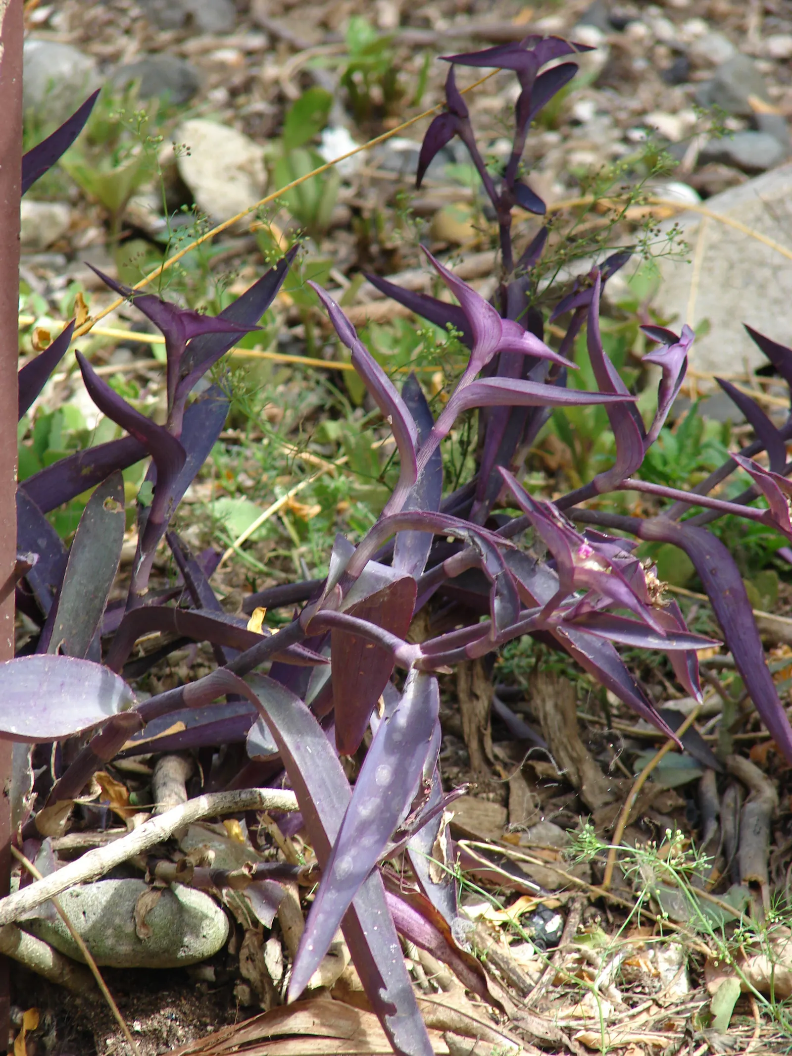 Purple Heart, Purple Queen (Tradescantia Pallida 'Purpurea') — offering a subtle contrast to the dominant purple hues of its leaves.<br><br>For, image 57