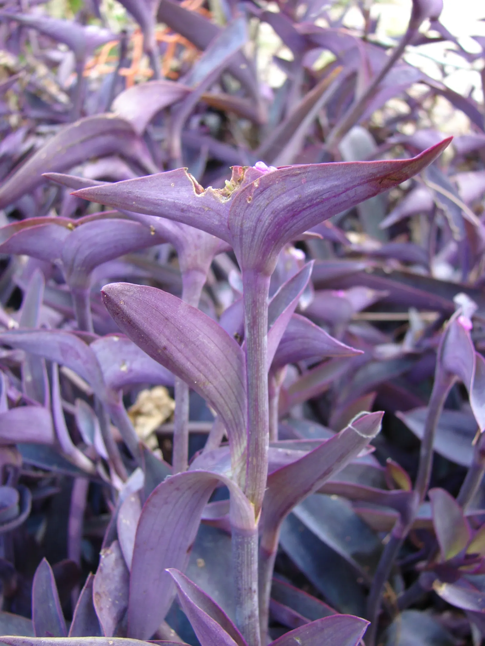 Purple Heart, Purple Queen (Tradescantia Pallida 'Purpurea') — lavender and pink and purple flowers in the garden; is a striking perennial plant, image 90