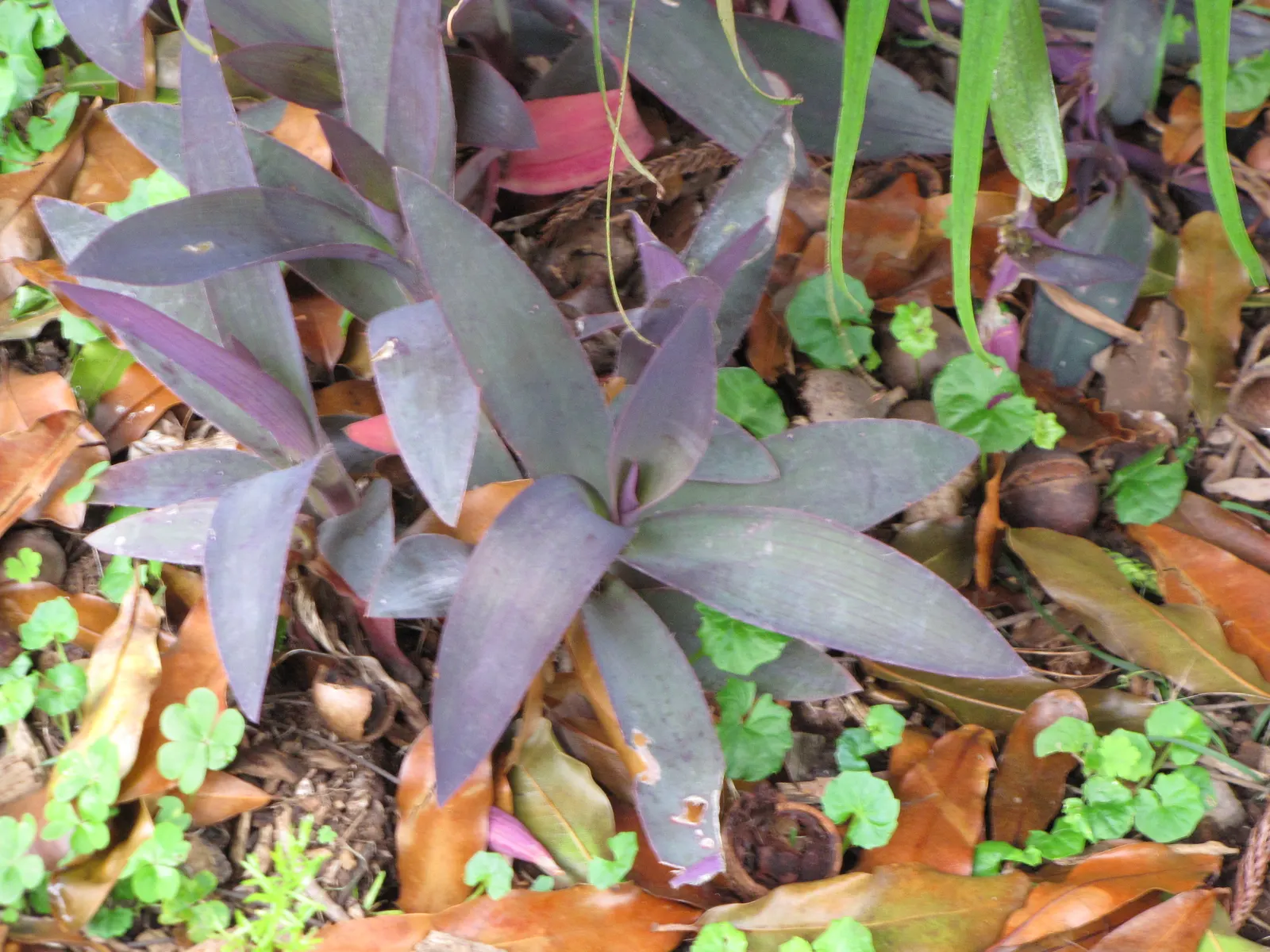 Purple Heart, Purple Queen (Tradescantia Pallida 'Purpurea') — It should be noted that the sap may cause skin irritation; its foliage retains its, image 110