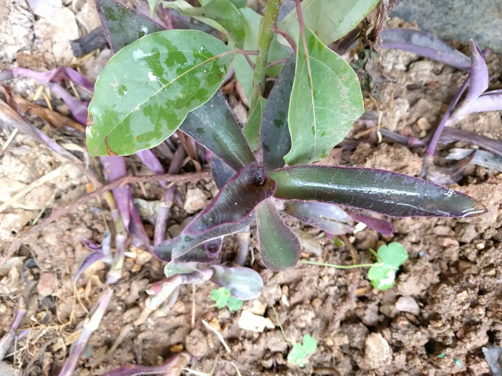 Purple Heart, Purple Queen (Tradescantia Pallida 'Purpurea') — The Purple Heart propagates easily from cuttings; so handling with gloves is, image 59