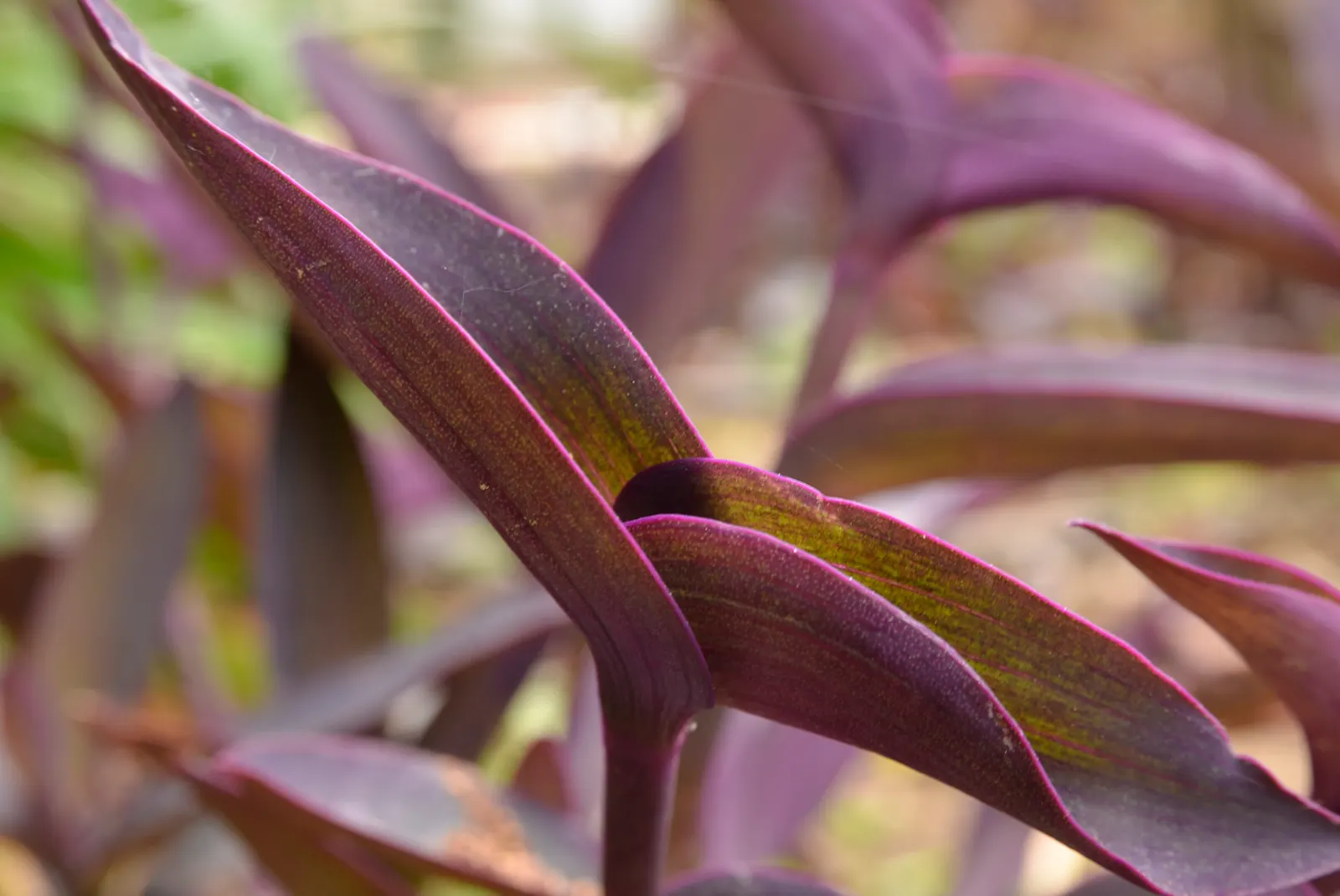 Purple Heart, Purple Queen (Tradescantia Pallida 'Purpurea') — lavender and pink and purple flowers in the garden