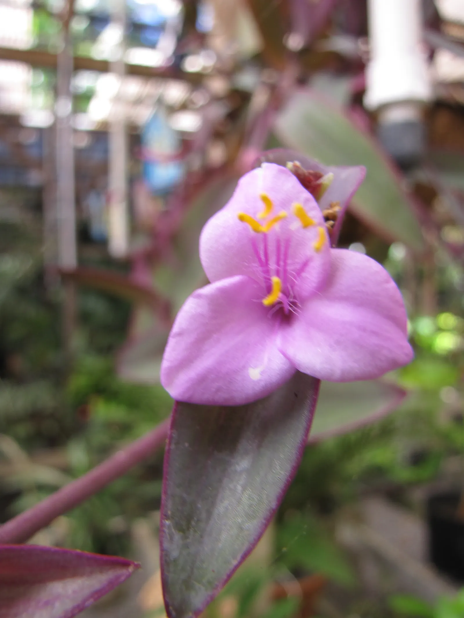 Purple Heart, Purple Queen (Tradescantia Pallida 'Purpurea') — it's advised to trim back stems after flowering to maintain a compact and lush, image 104