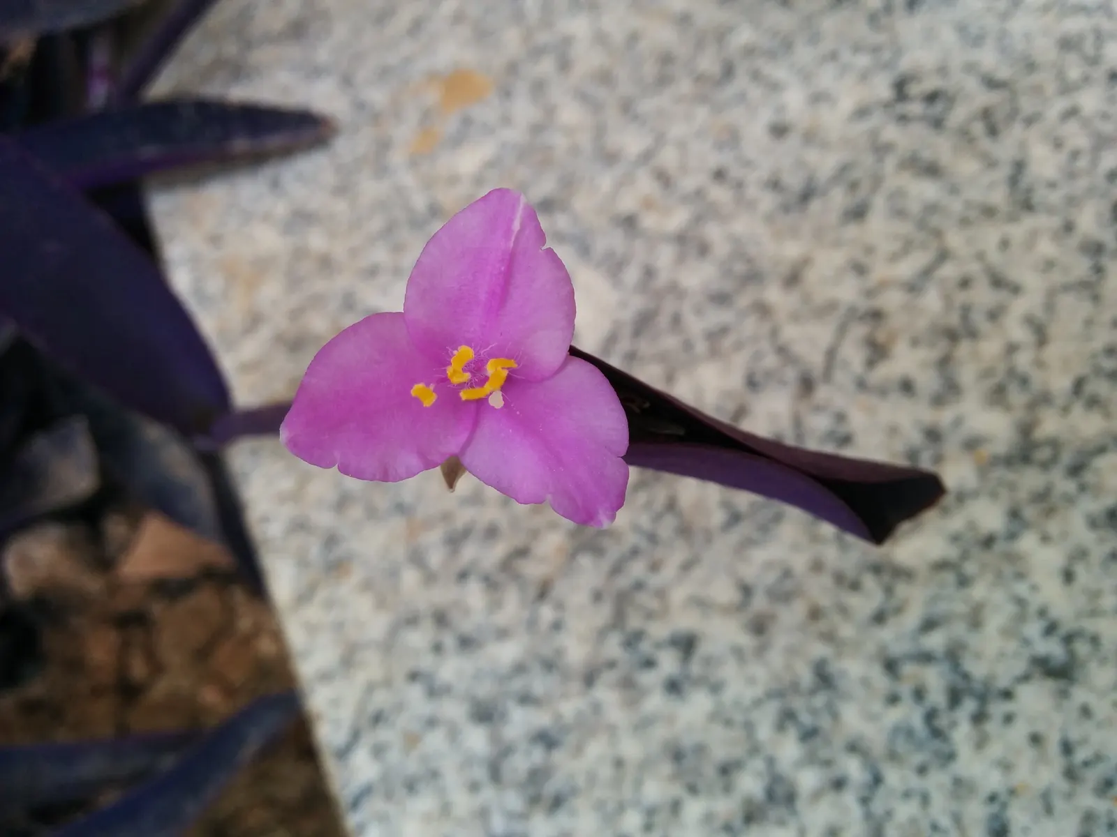 Purple Heart, Purple Queen (Tradescantia Pallida 'Purpurea') — Small, three-petaled pale pink flowers complement its vibrant foliage in summer, image 119