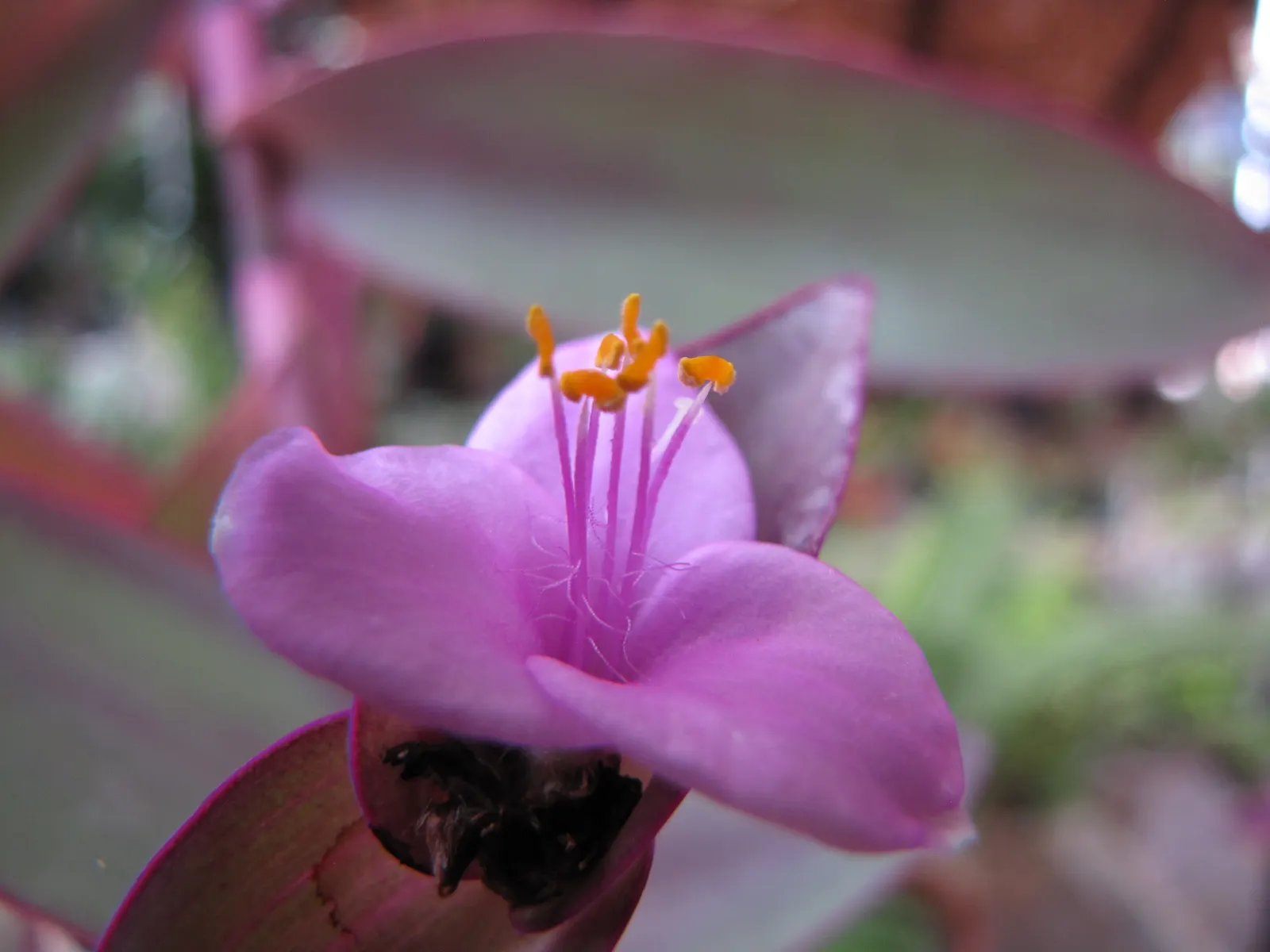 Purple Heart, Purple Queen (Tradescantia Pallida 'Purpurea') — ground cover / perennial for full or half or shade; and it's best to keep it away, image 92