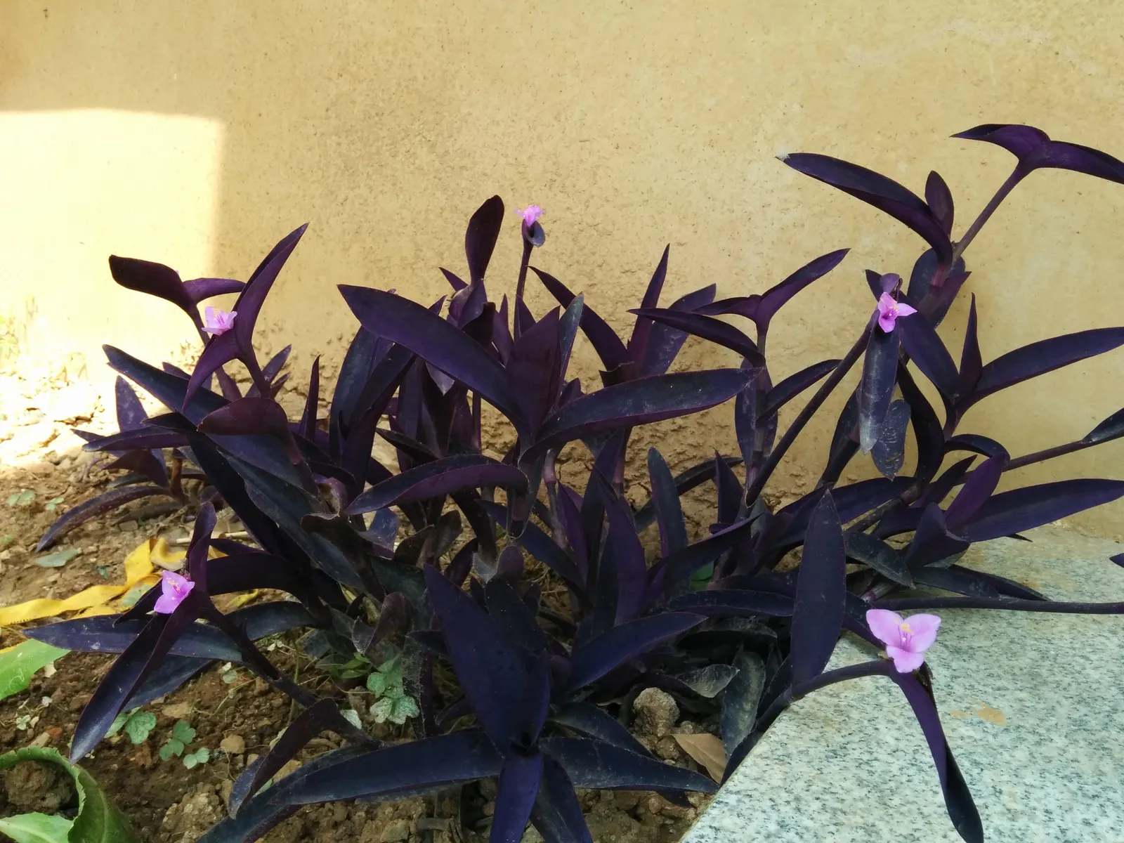 Purple Heart, Purple Queen (Tradescantia Pallida 'Purpurea') — makes it perfect for ground cover; it should be noted that the sap may cause skin, image 49