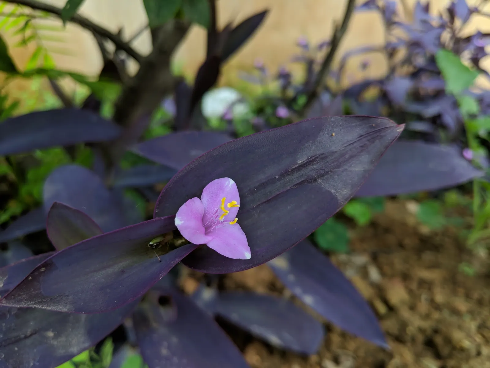 Purple Heart, Purple Queen (Tradescantia Pallida 'Purpurea') — the Purple Heart is suitable for borders