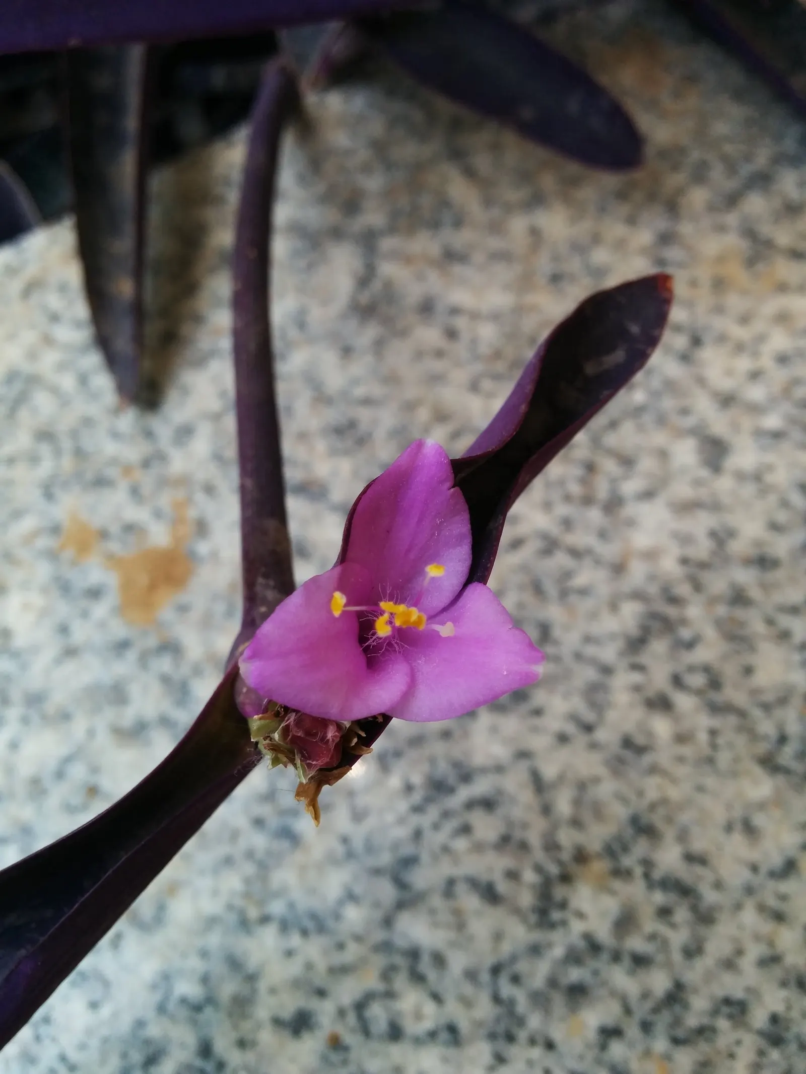 Purple Heart, Purple Queen (Tradescantia Pallida 'Purpurea') — it's advised to trim back stems after flowering to maintain a compact and lush, image 35