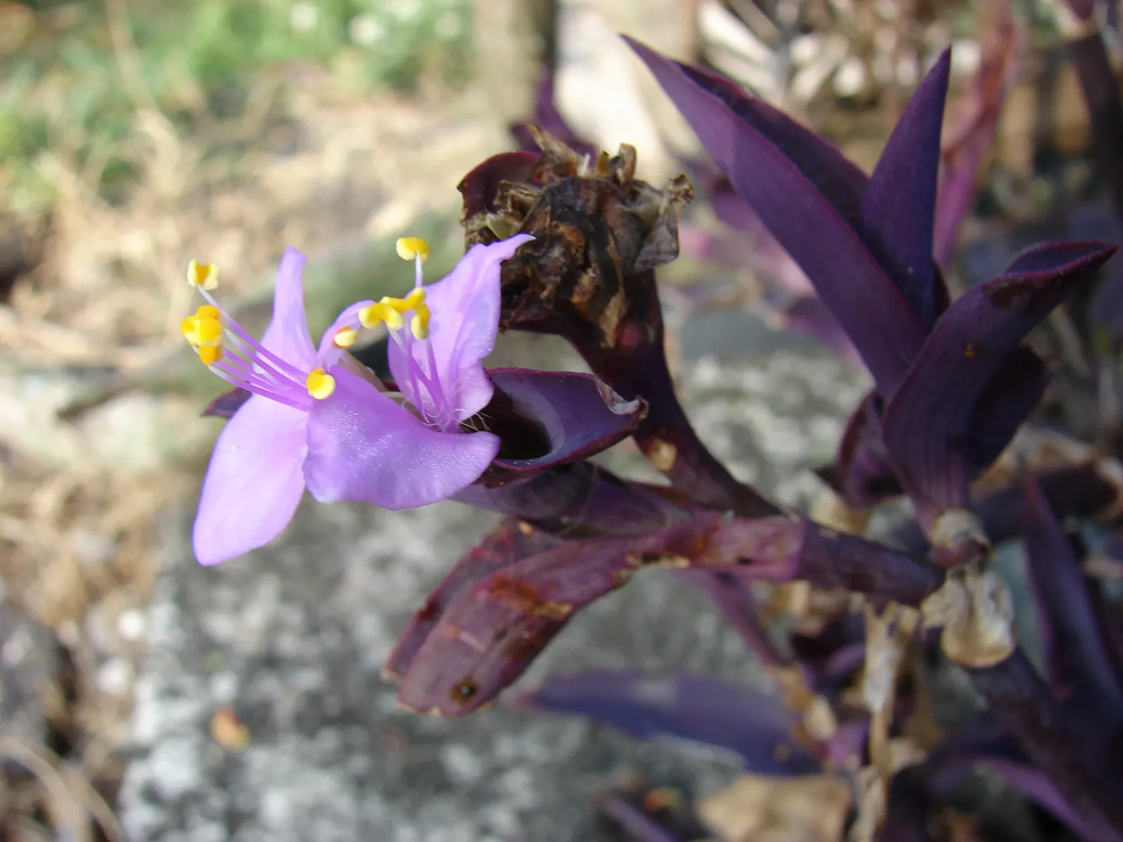 Purple Heart, Purple Queen (Tradescantia Pallida 'Purpurea') — The Purple Heart propagates easily from cuttings; so handling with gloves is recommended