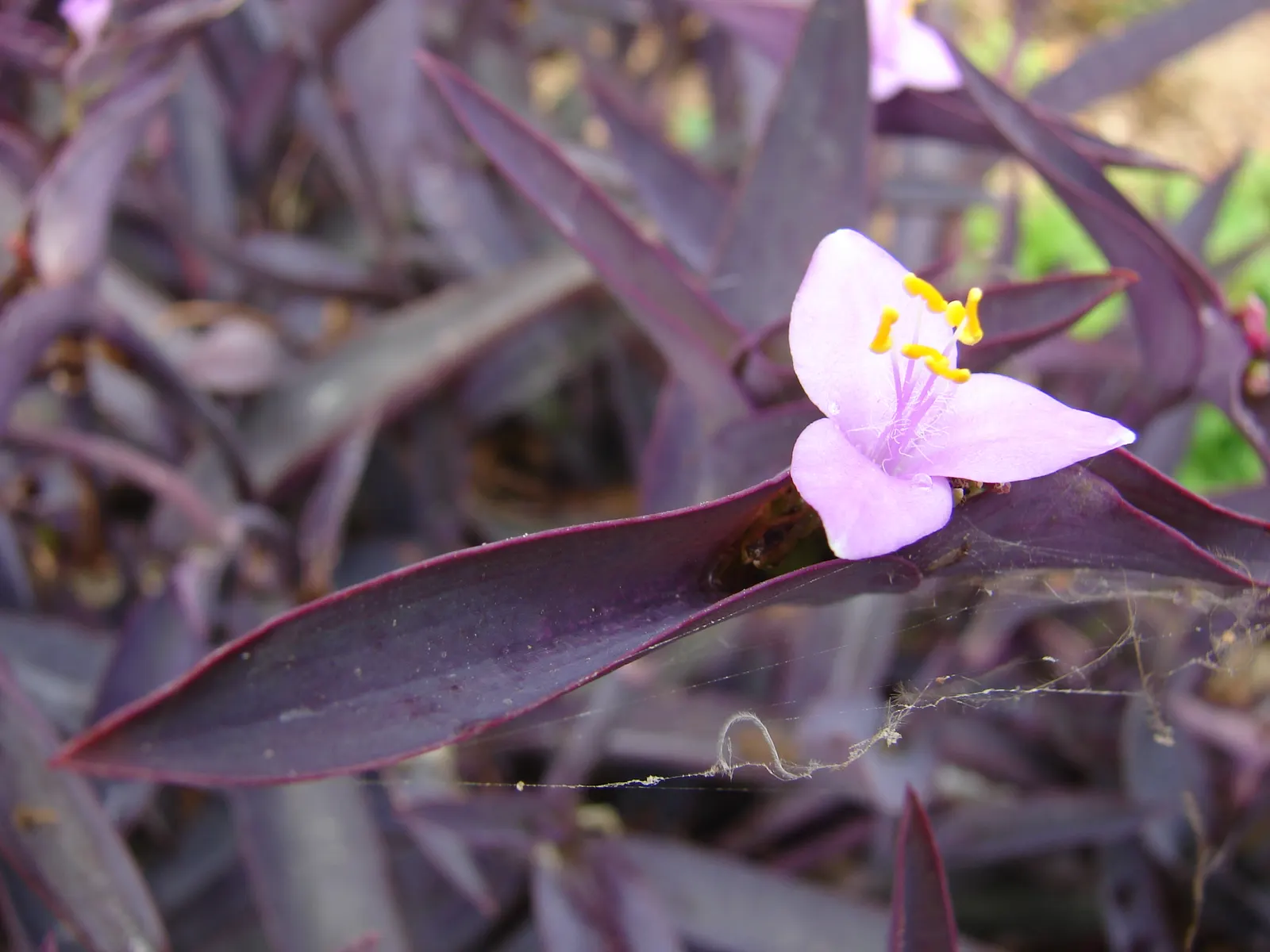 Purple Heart, Purple Queen (Tradescantia Pallida 'Purpurea') — ground cover / perennial for full or half or shade; and it's best to keep it away, image 115