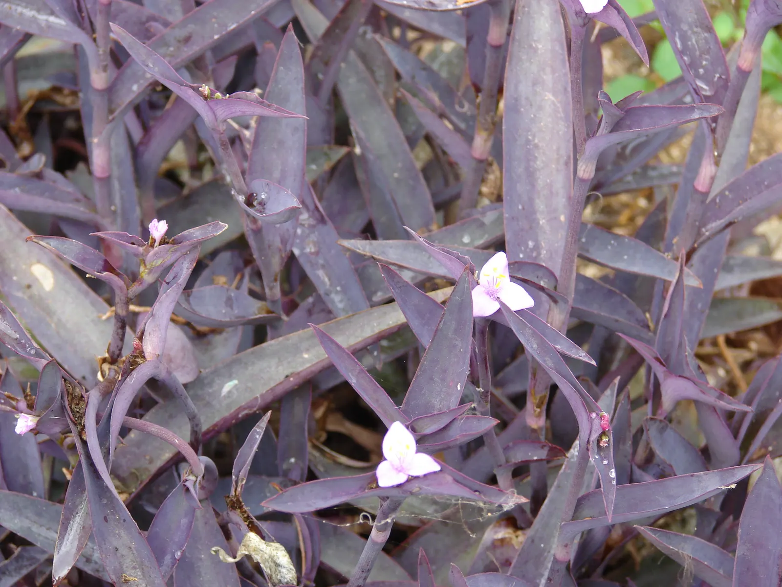 Purple Heart, Purple Queen (Tradescantia Pallida 'Purpurea') — makes it perfect for ground cover; it should be noted that the sap may cause skin irritation