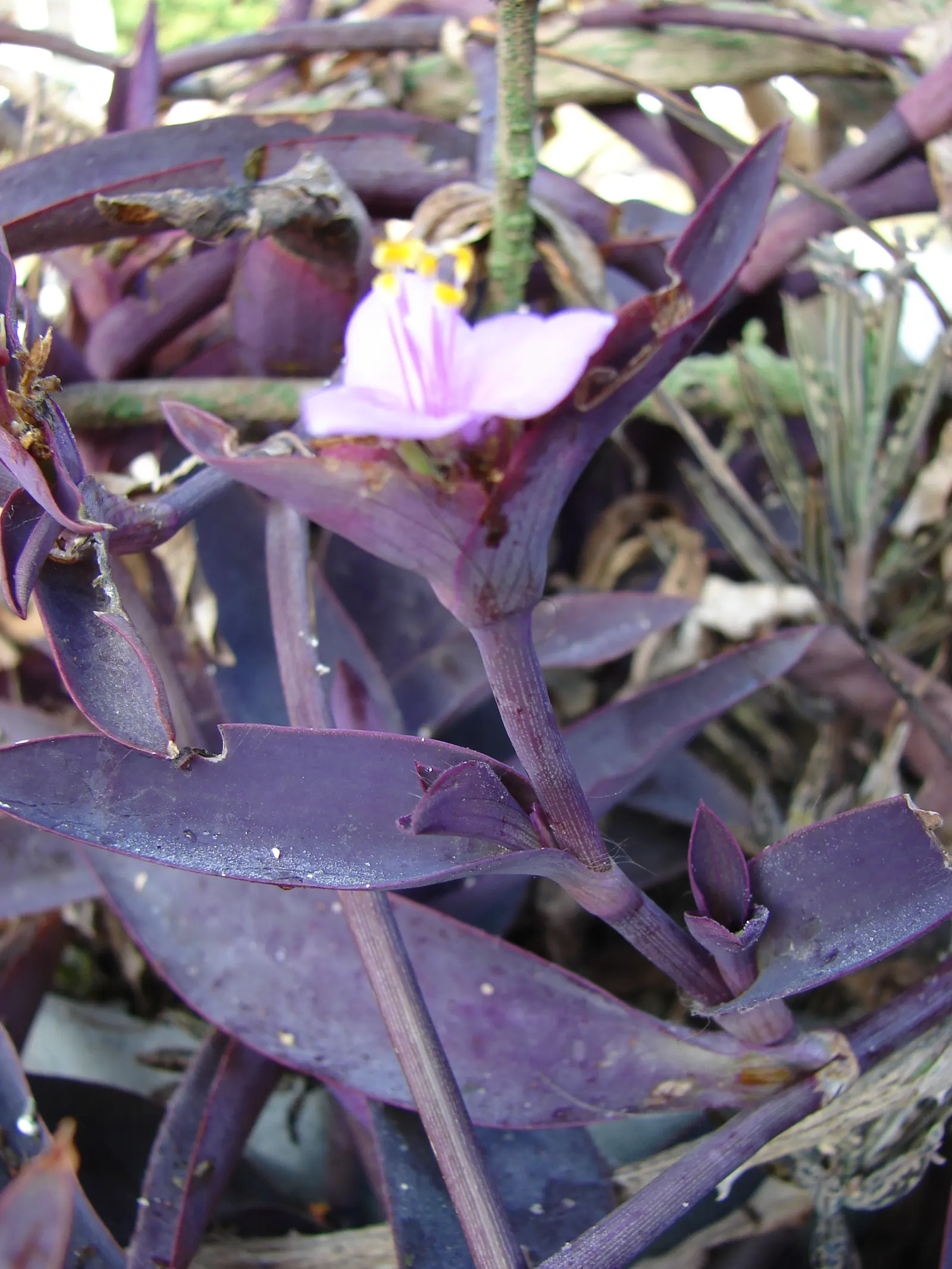 Purple Heart, Purple Queen (Tradescantia Pallida 'Purpurea') — It should be noted that the sap may cause skin irritation; its foliage retains its, image 64