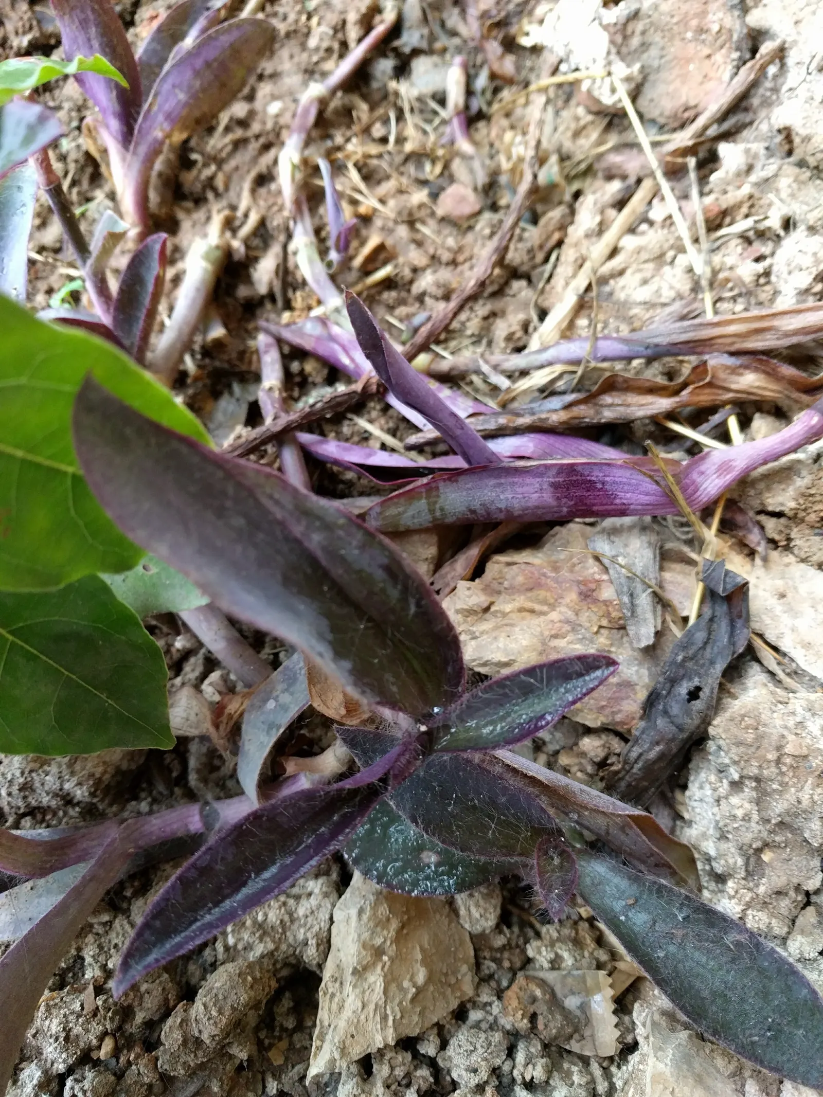 Purple Heart, Purple Queen (Tradescantia Pallida 'Purpurea') — Its striking color makes it a focal point when paired with plants of lighter and, image 62