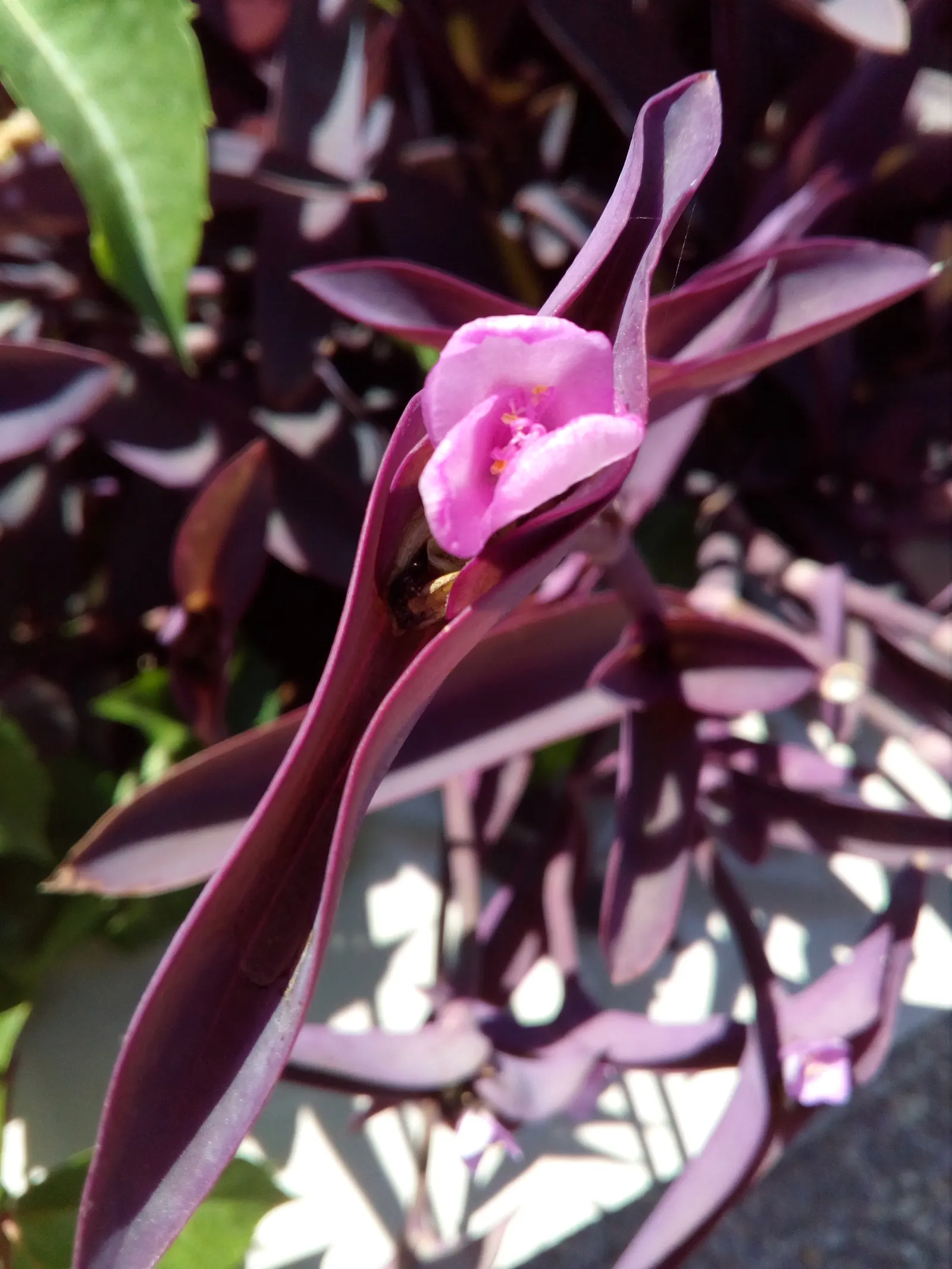 Purple Heart, Purple Queen (Tradescantia Pallida 'Purpurea') — ground cover / perennial with lavender and pink and purple blooms; the Purple Heart, image 91