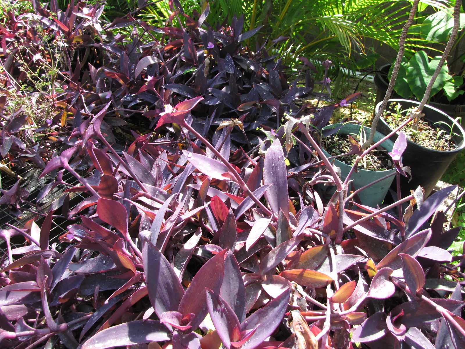 Purple Heart, Purple Queen (Tradescantia Pallida 'Purpurea') — Its striking color makes it a focal point when paired with plants of lighter and, image 85