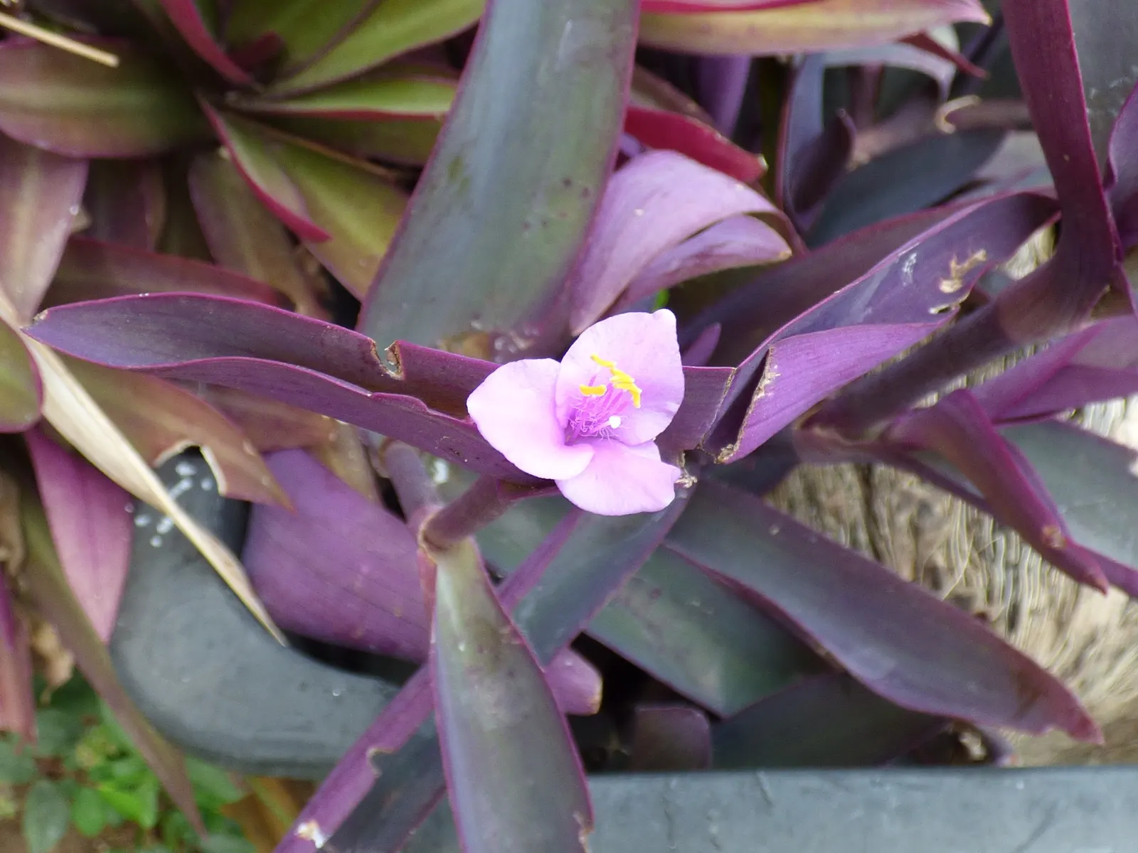 Purple Heart, Purple Queen (Tradescantia Pallida 'Purpurea') — the Purple Heart enjoys full sun to partial shade and prefers well-drained soil, image 99