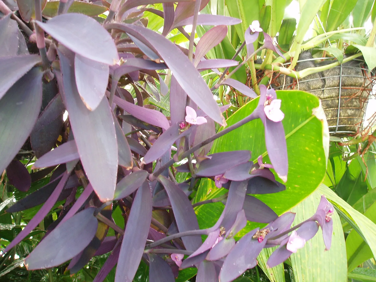 Purple Heart, Purple Queen (Tradescantia Pallida 'Purpurea') — it's advised to trim back stems after flowering to maintain a compact and lush, image 81