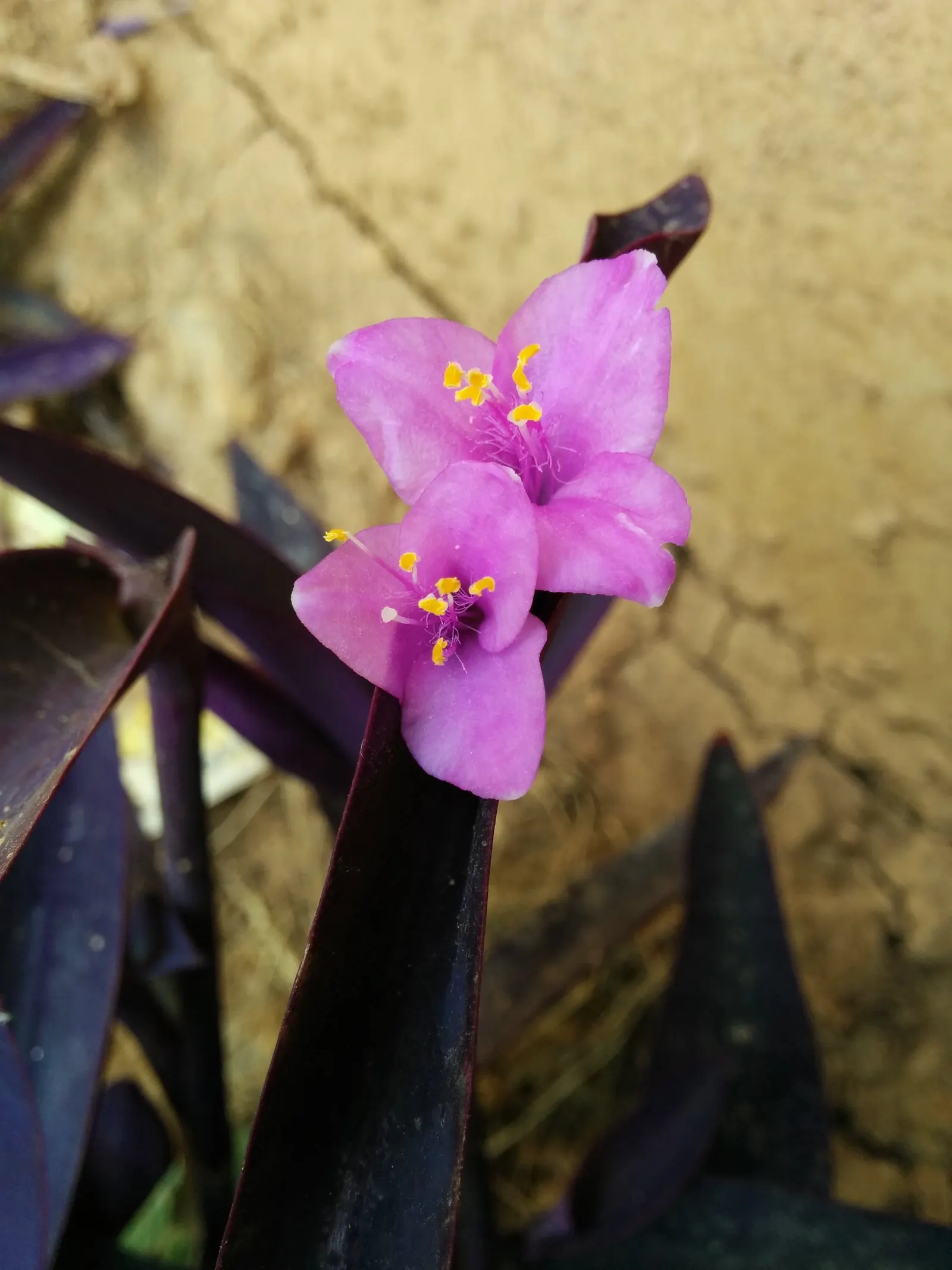 Purple Heart, Purple Queen (Tradescantia Pallida 'Purpurea') — it's advised to trim back stems after flowering to maintain a compact and lush appearance