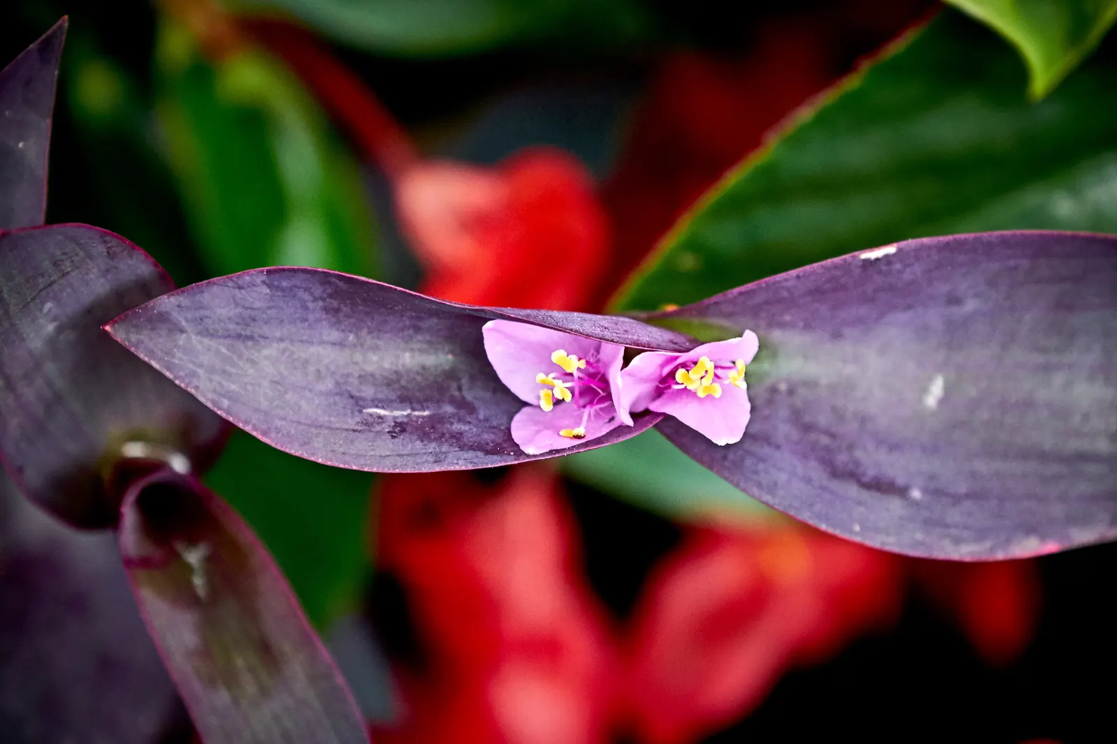 Purple Heart, Purple Queen (Tradescantia Pallida 'Purpurea') — lavender and pink and purple flowers in the garden; is a striking perennial plant, image 113