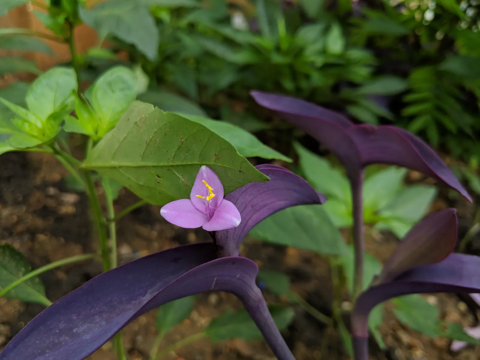 Purple Heart, Purple Queen (Tradescantia Pallida 'Purpurea') — ground cover / perennial for full or half or shade