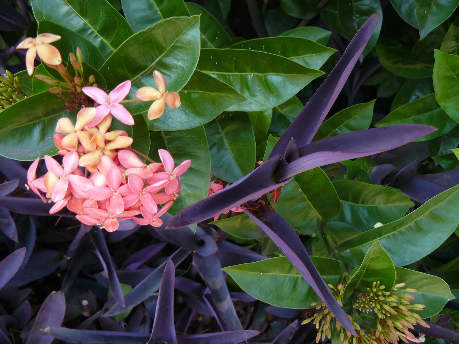 Purple Heart, Purple Queen (Tradescantia Pallida 'Purpurea') — creating a visually pleasing tapestry of textures and shades; tradescantia pallida, image 109