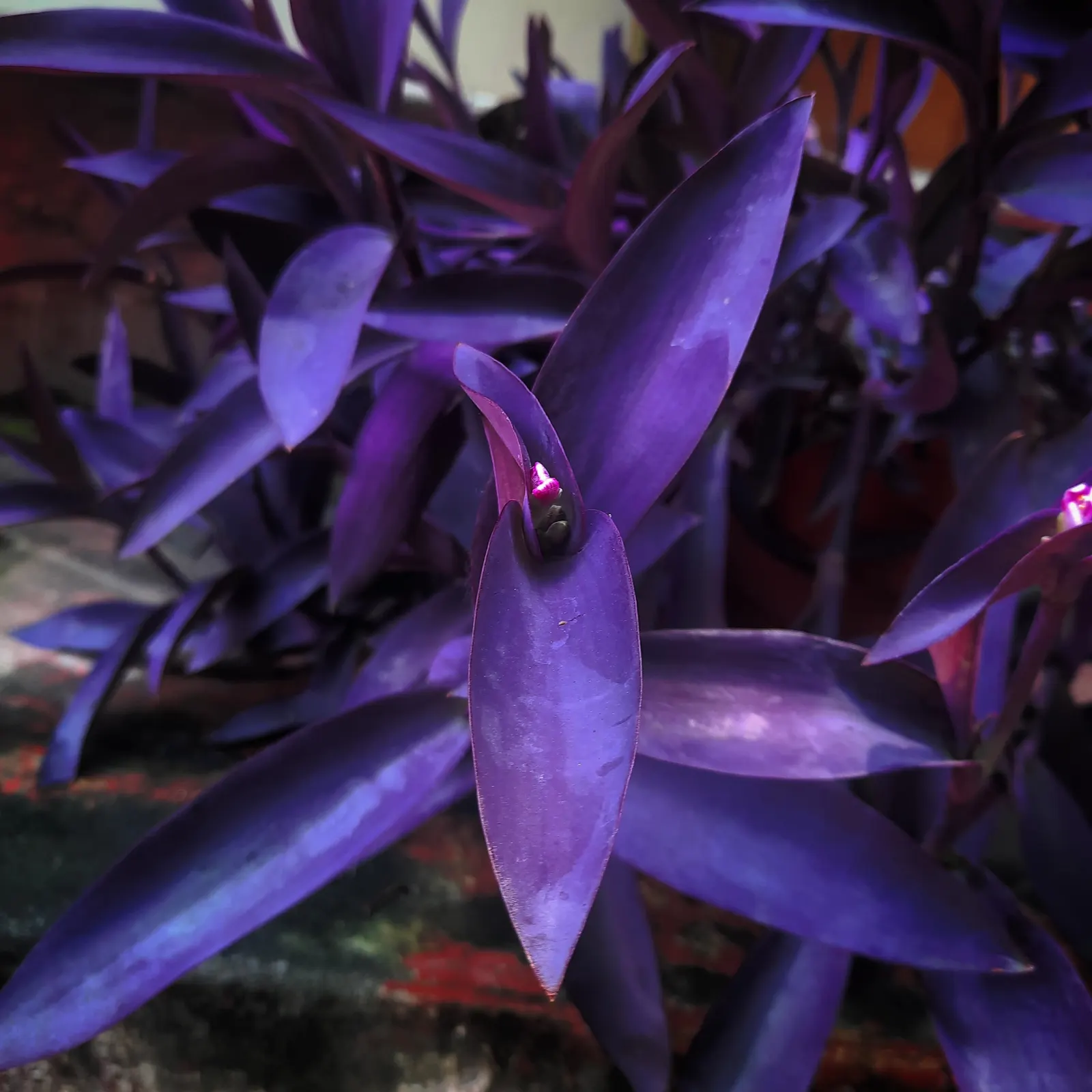 Purple Heart, Purple Queen (Tradescantia Pallida 'Purpurea') — and as a covetable ground cover