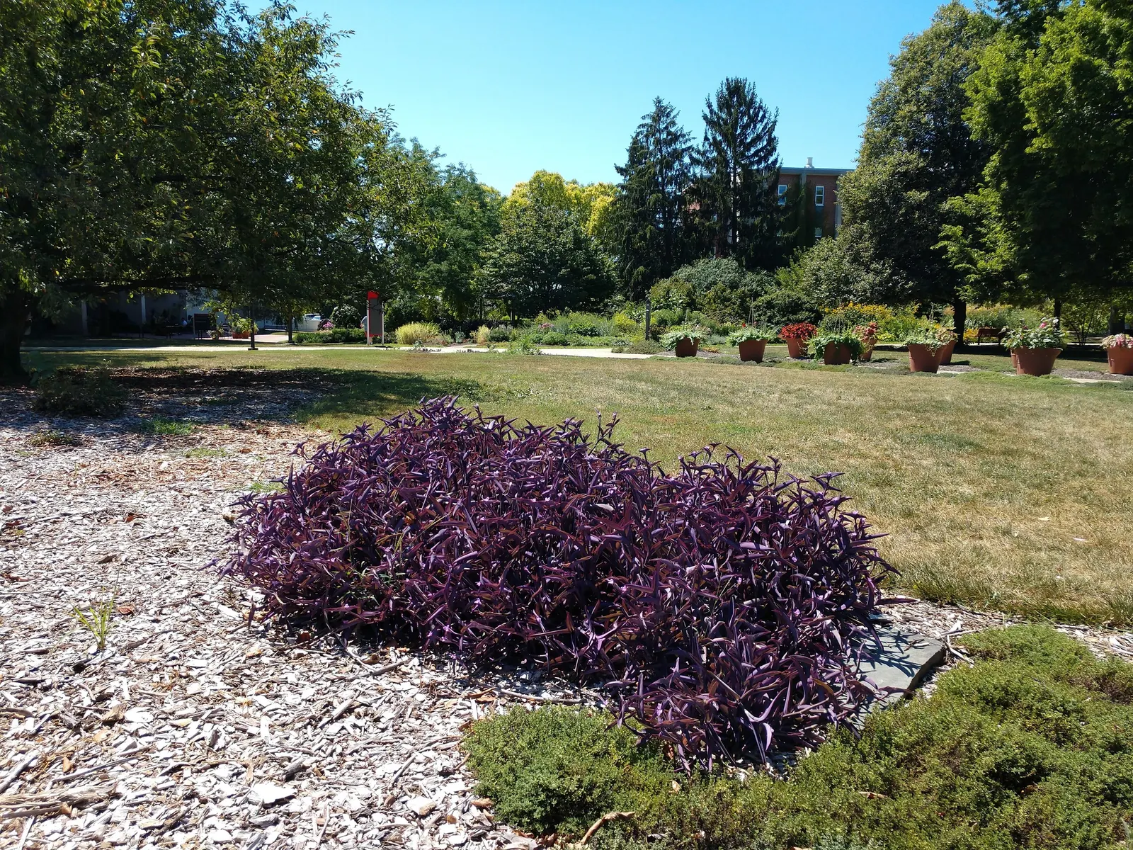 Purple Heart, Purple Queen (Tradescantia Pallida 'Purpurea') — offering a subtle contrast to the dominant purple hues of its leaves.<br><br>For, image 80