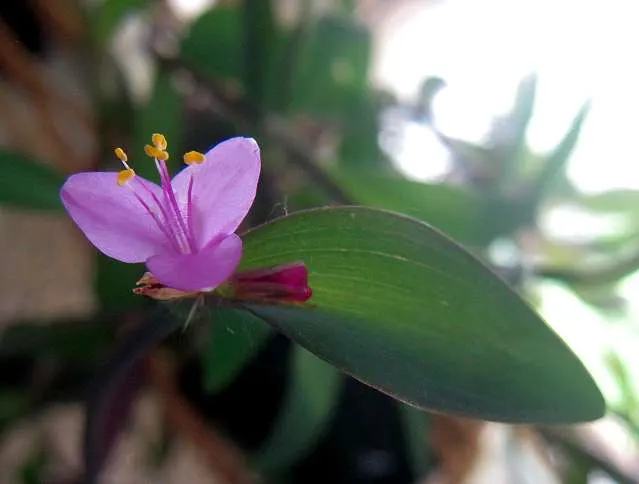 Purple Heart, Purple Queen (Tradescantia Pallida 'Purpurea') — ground cover / perennial with lavender and pink and purple blooms; the Purple Heart, image 68
