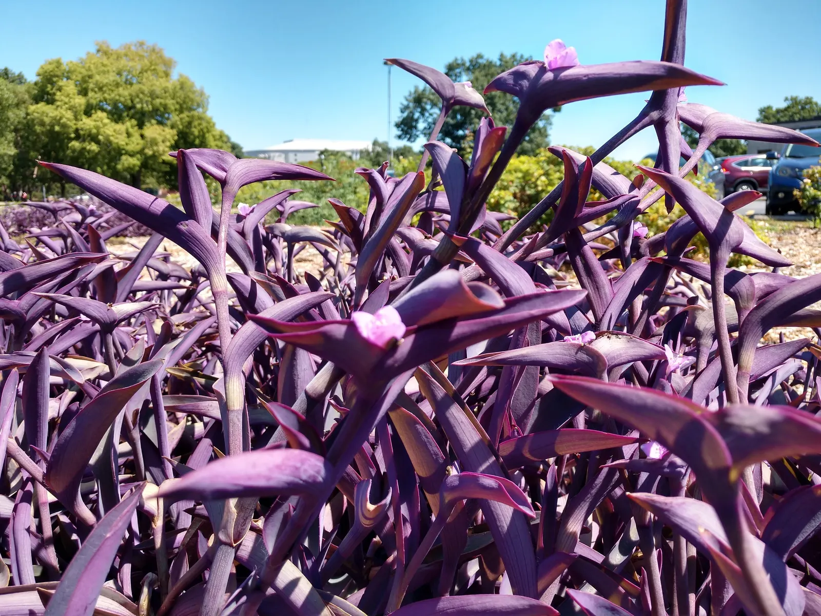 Purple Heart, Purple Queen (Tradescantia Pallida 'Purpurea') — it's advised to trim back stems after flowering to maintain a compact and lush, image 58