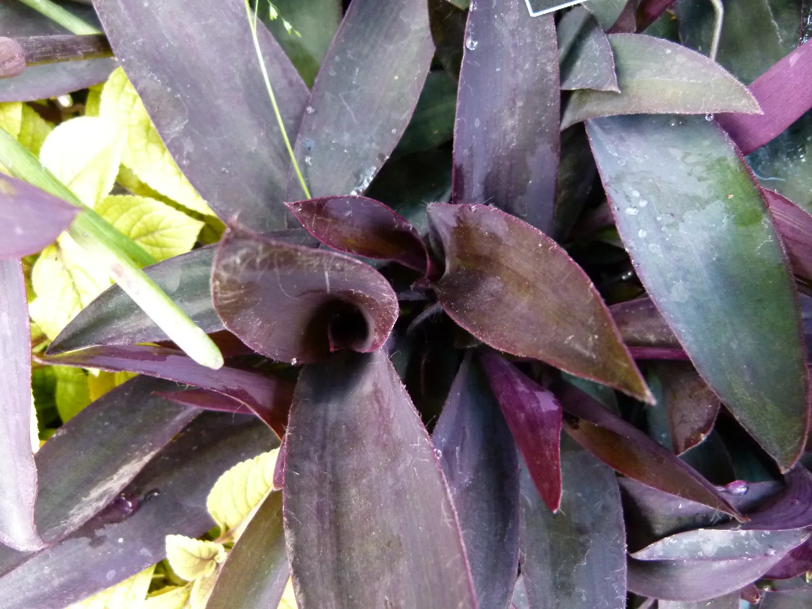 Purple Heart, Purple Queen (Tradescantia Pallida 'Purpurea') — and it's best to keep it away from pets as it can be toxic if ingested; ground cover, image 89