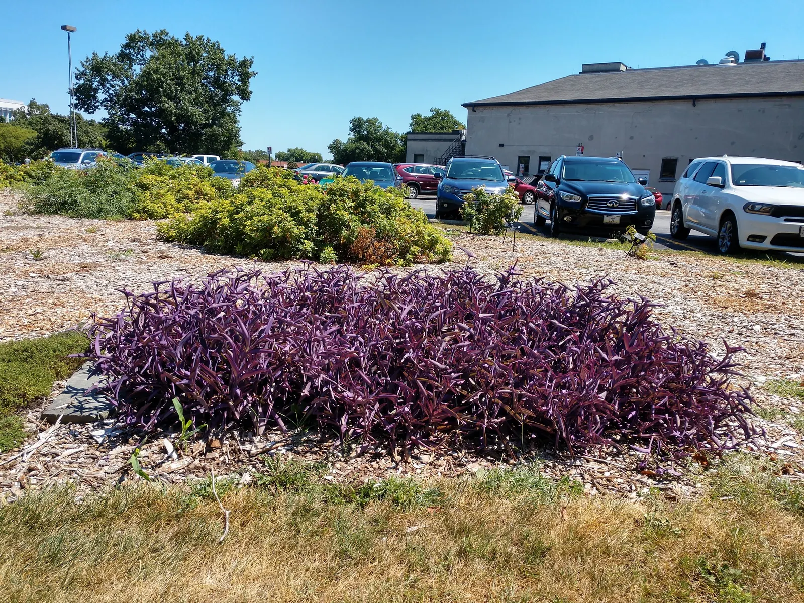 Purple Heart, Purple Queen (Tradescantia Pallida 'Purpurea') — so handling with gloves is recommended; and as a covetable ground cover, image 65