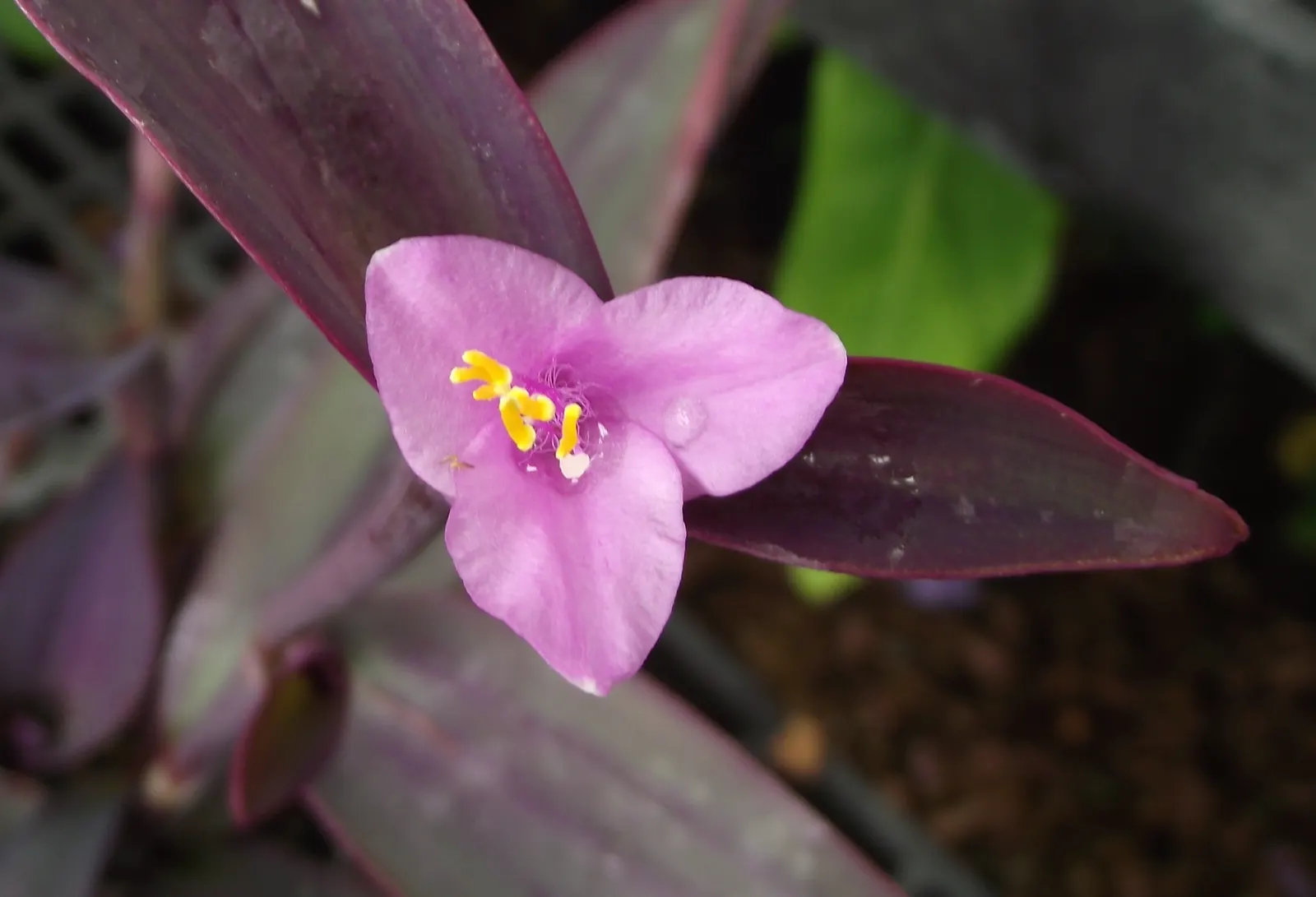 Purple Heart, Purple Queen (Tradescantia Pallida 'Purpurea') — is a striking perennial plant that adds a vivid splash of color to your landscape, image 98