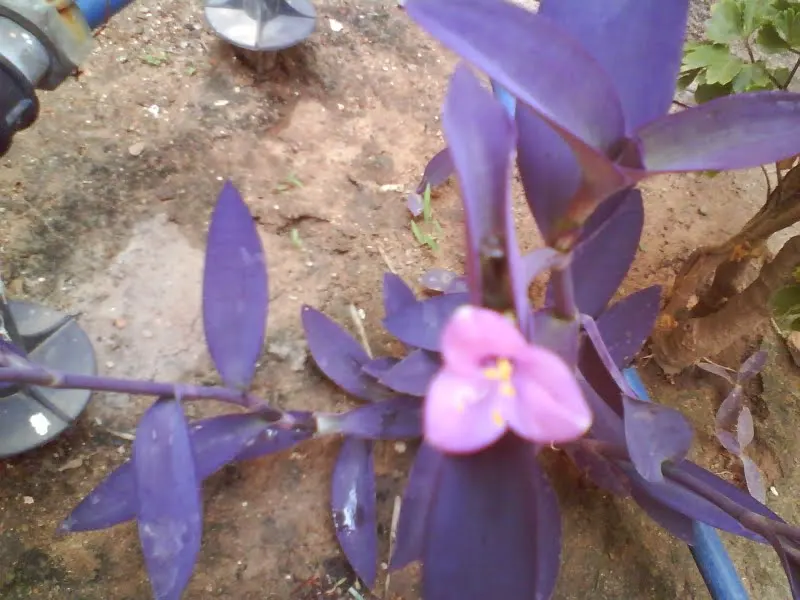 Purple Heart, Purple Queen (Tradescantia Pallida 'Purpurea') — Small, three-petaled pale pink flowers complement its vibrant foliage in summer, image 96