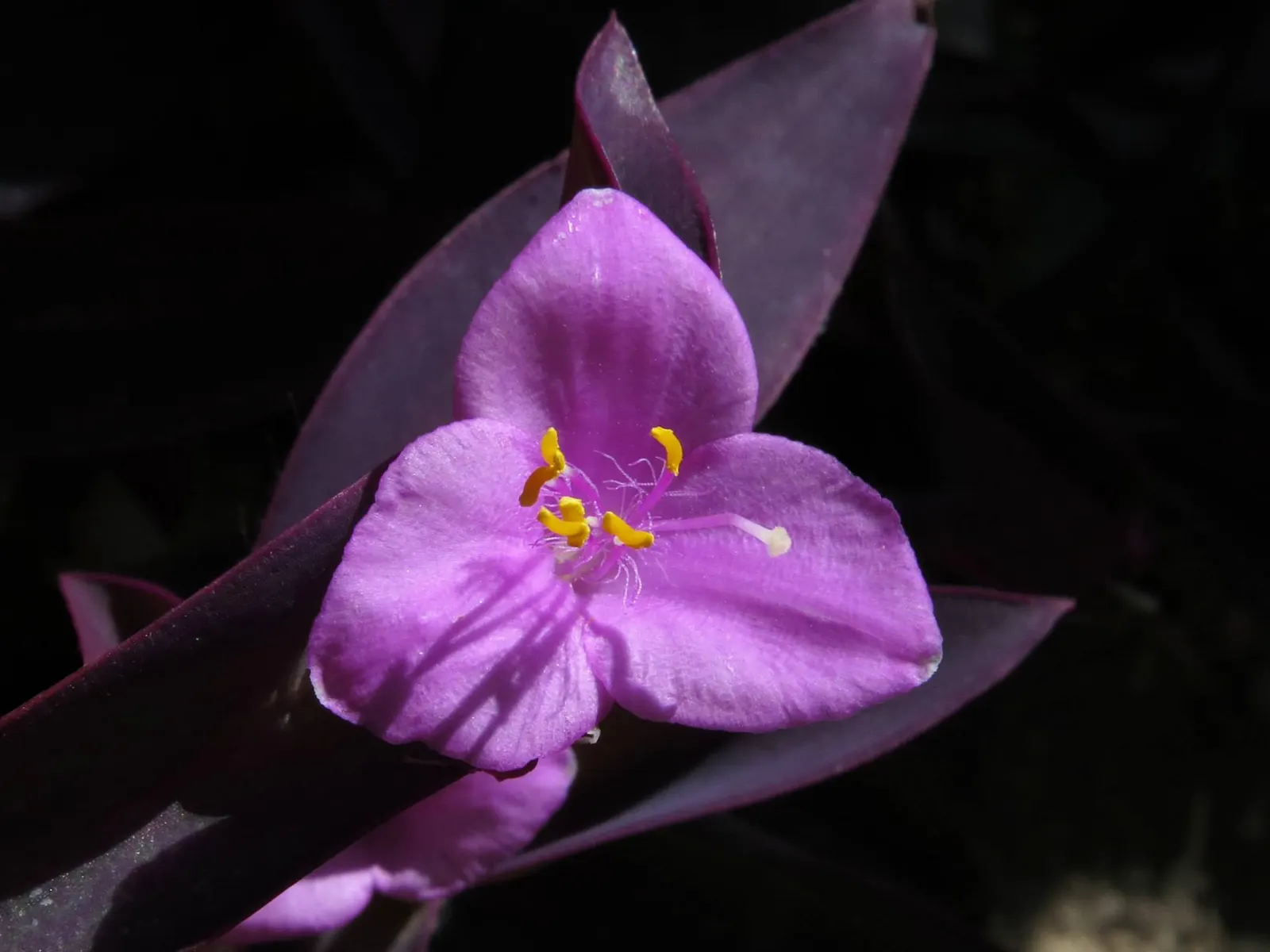Purple Heart, Purple Queen (Tradescantia Pallida 'Purpurea') — small pink or purple flowers may bloom in the summer; lavender and pink and purple, image 79