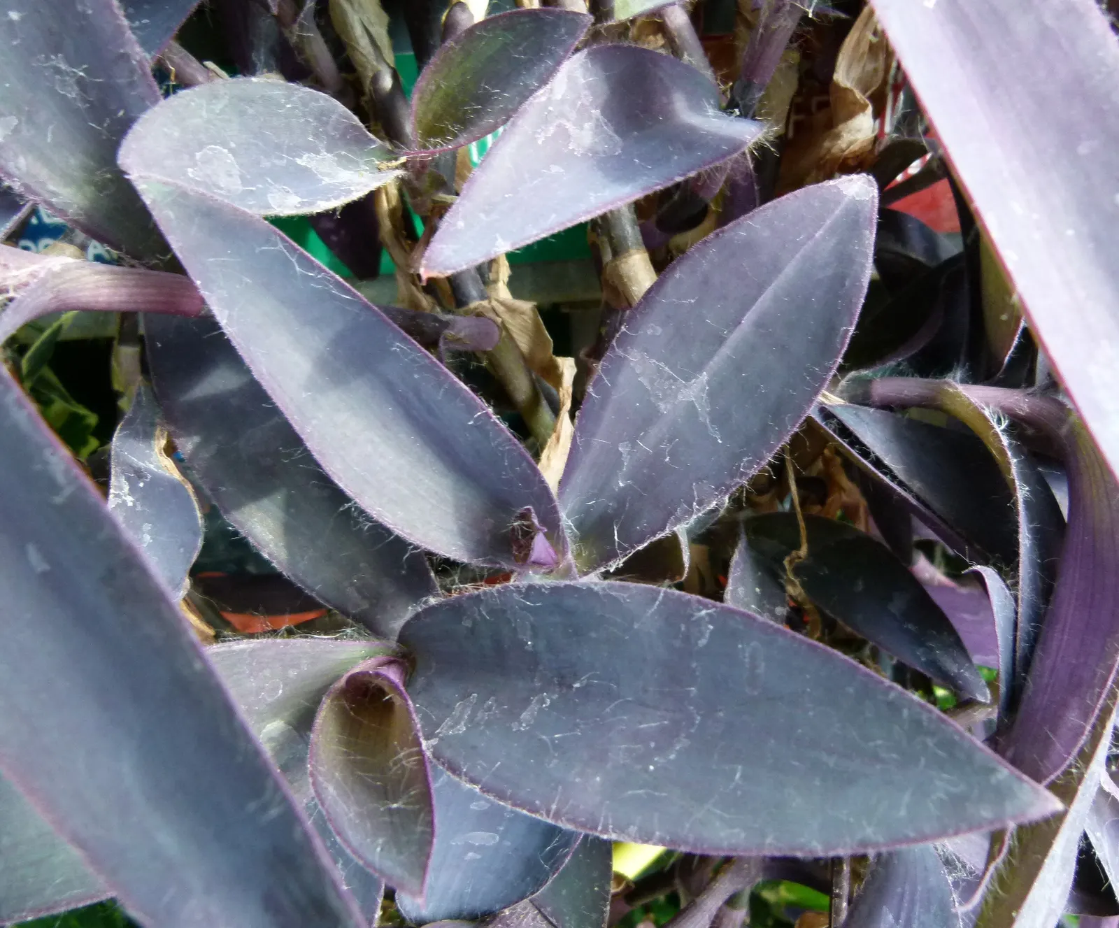 Purple Heart, Purple Queen (Tradescantia Pallida 'Purpurea') — commonly referred to as Purple Heart or Purple Queen; in addition to its foliage