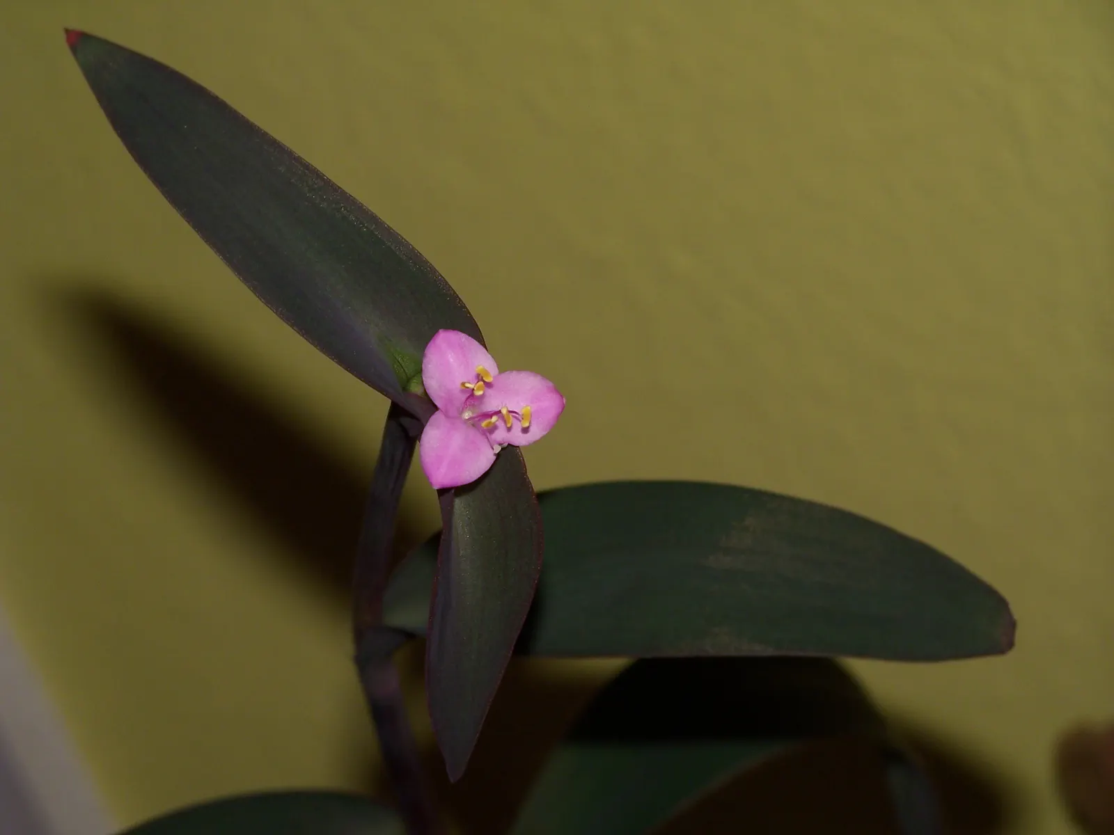 Purple Heart, Purple Queen (Tradescantia Pallida 'Purpurea') — and as a covetable ground cover; small pink or purple flowers may bloom in the summer, image 84