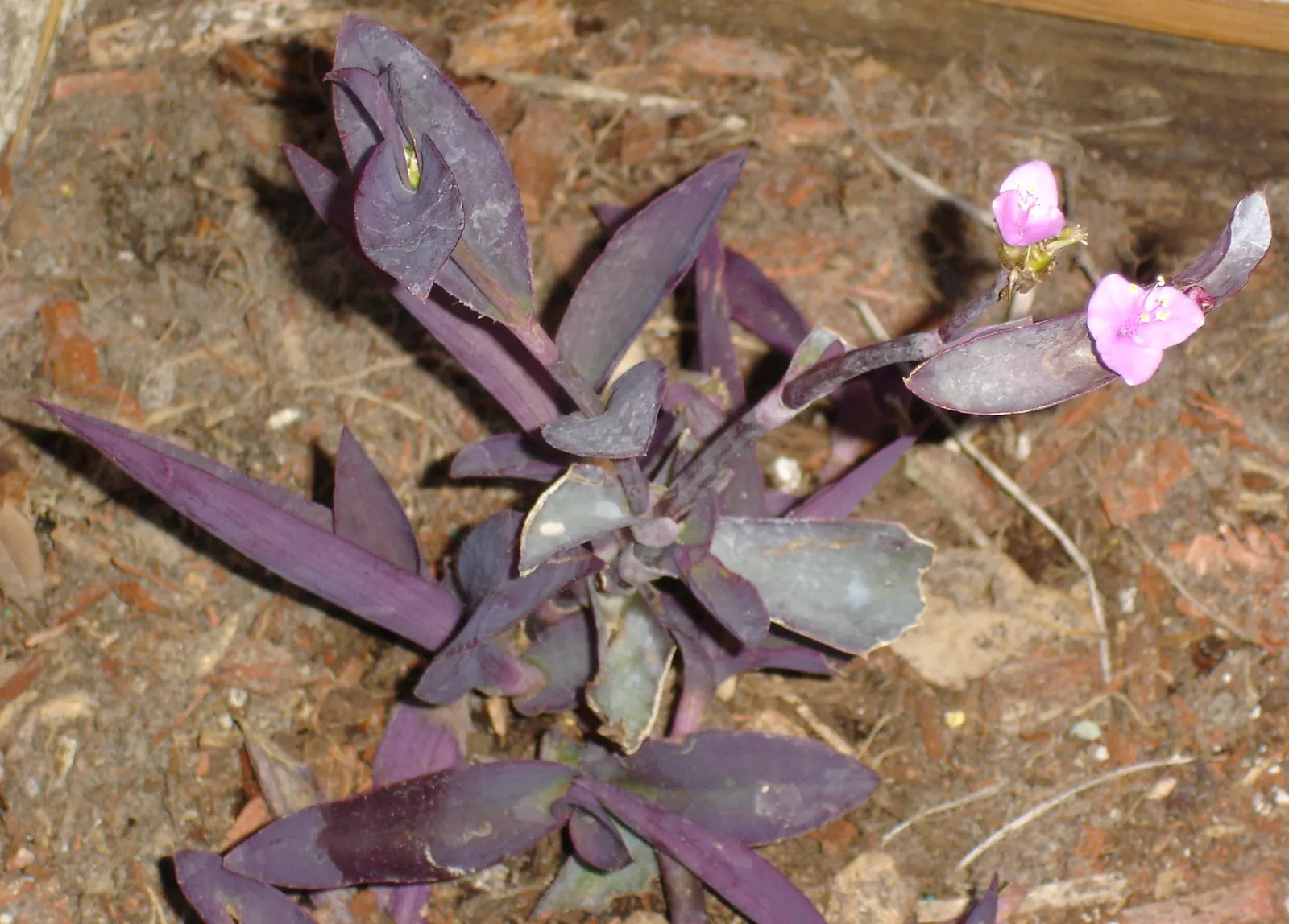 Purple Heart, Purple Queen (Tradescantia Pallida 'Purpurea') — so handling with gloves is recommended; and as a covetable ground cover