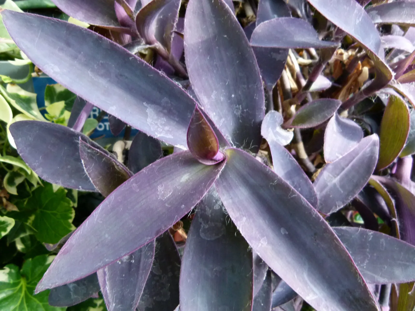 Purple Heart, Purple Queen (Tradescantia Pallida 'Purpurea') — ground cover / perennial with lavender and pink and purple blooms