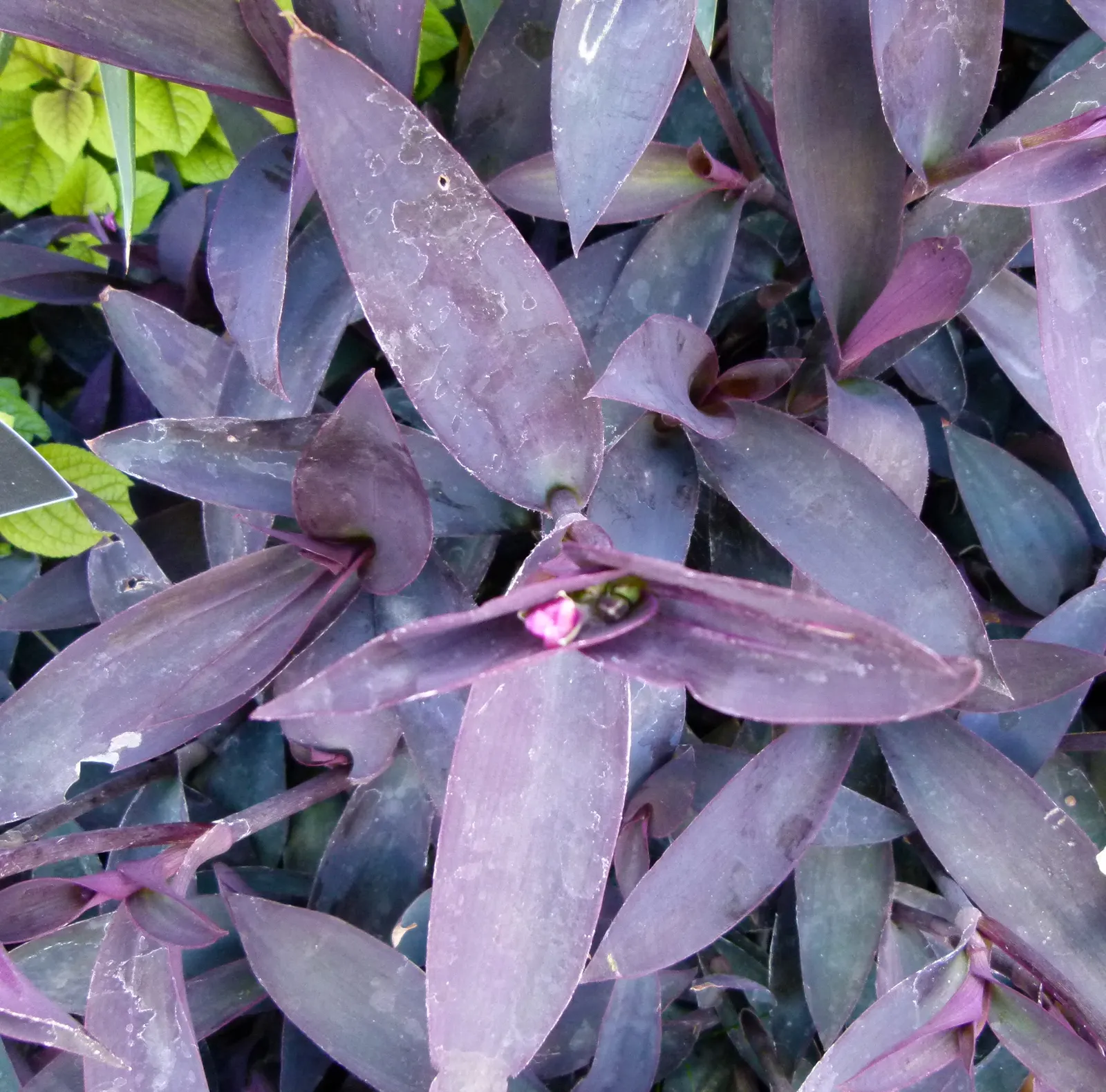 Purple Heart, Purple Queen (Tradescantia Pallida 'Purpurea') — the Purple Heart enjoys full sun to partial shade and prefers well-drained soil; ground cover /
