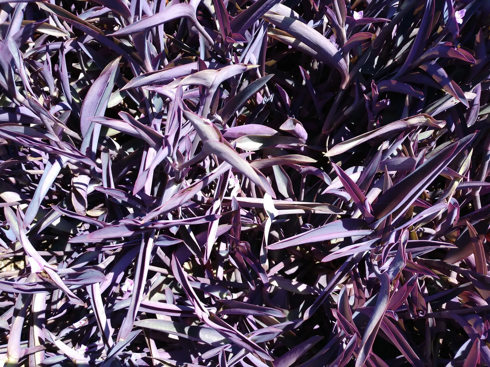 Purple Heart, Purple Queen (Tradescantia Pallida 'Purpurea') — The Purple Heart propagates easily from cuttings