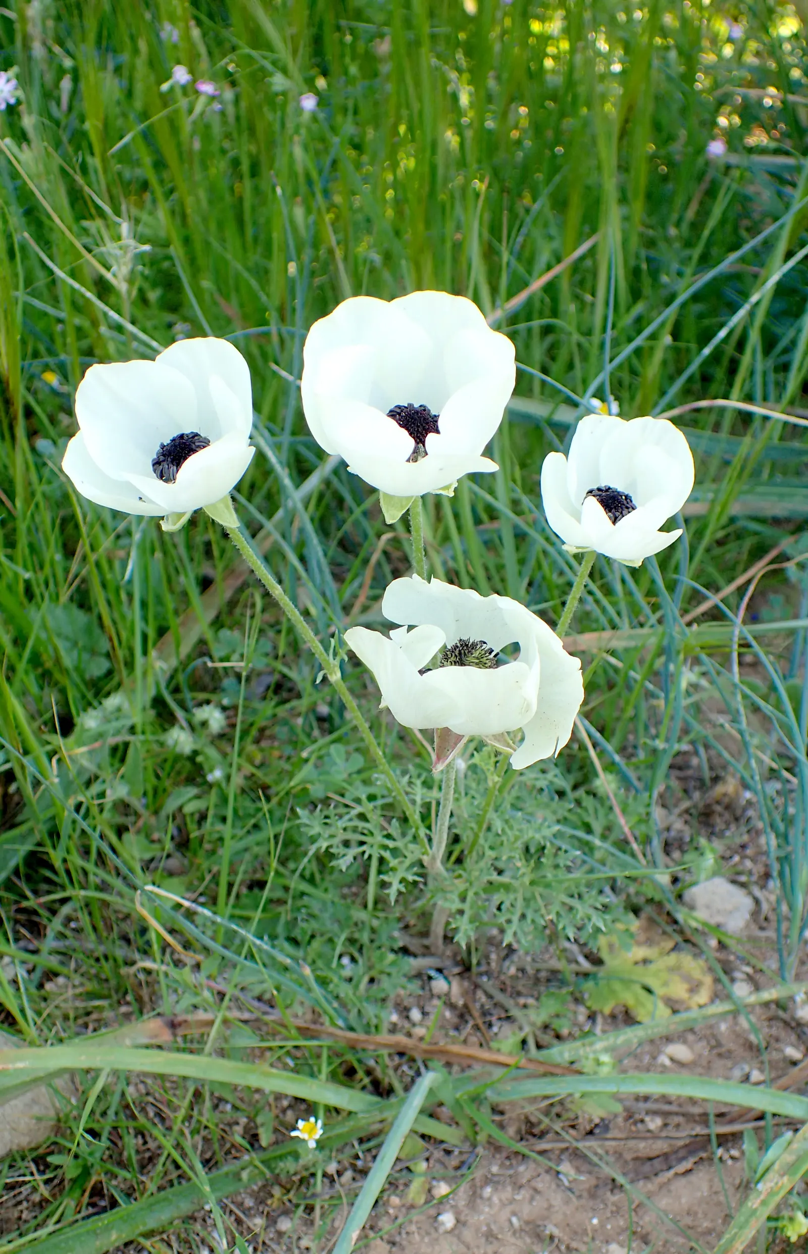 Ranunculus (Ranunculus Asiaticus) — and their cut flowers provide lasting beauty in floral arrangements