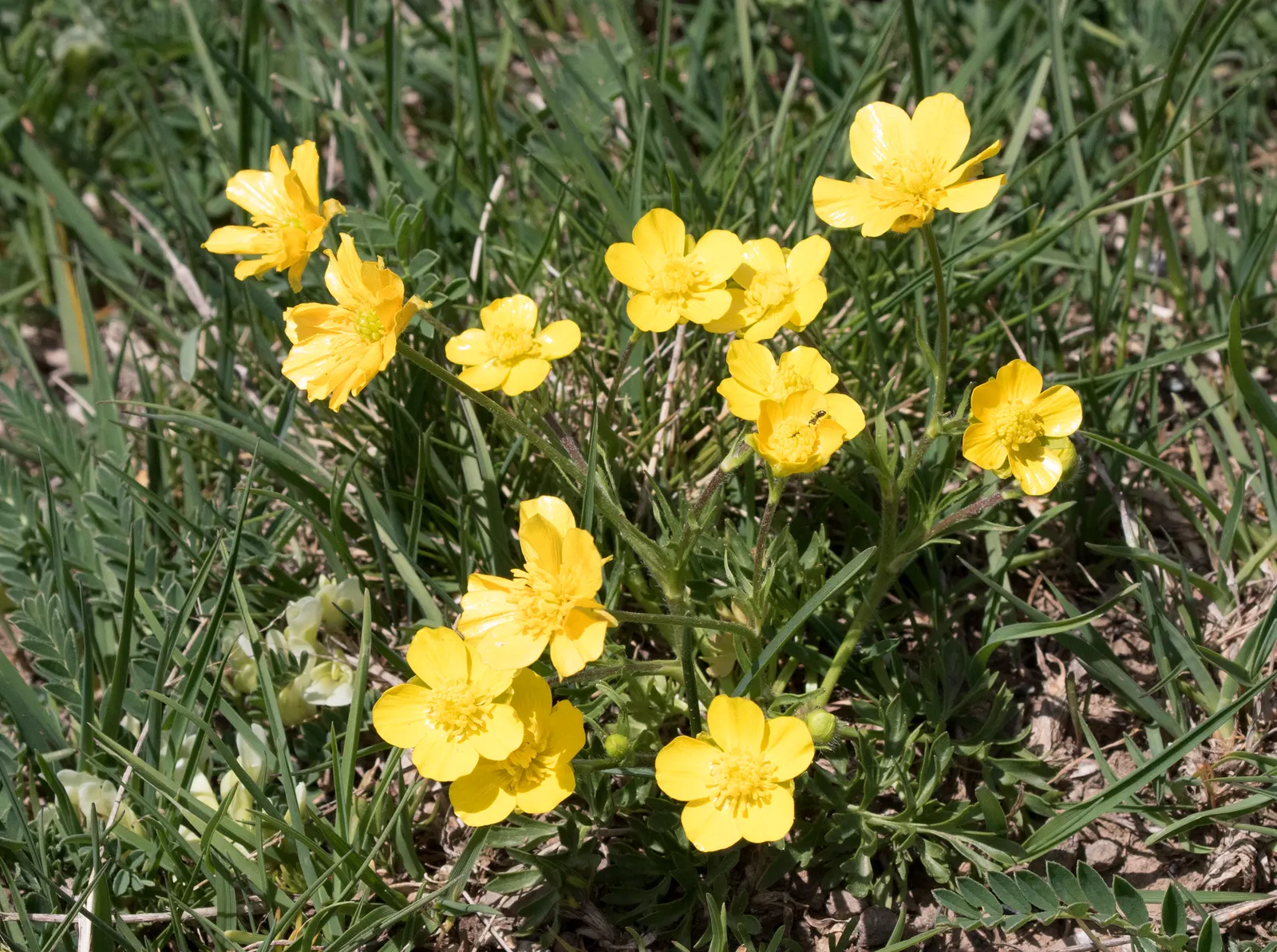 Ranunculus (Ranunculus Asiaticus) — With an array of colors from white to deep red; is a cherished perennial heralding the arrival of spring with, image 149