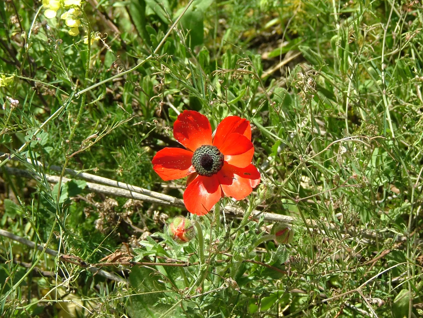 Ranunculus (Ranunculus Asiaticus) — With an array of colors from white to deep red; is a cherished perennial heralding the arrival of spring with its lush