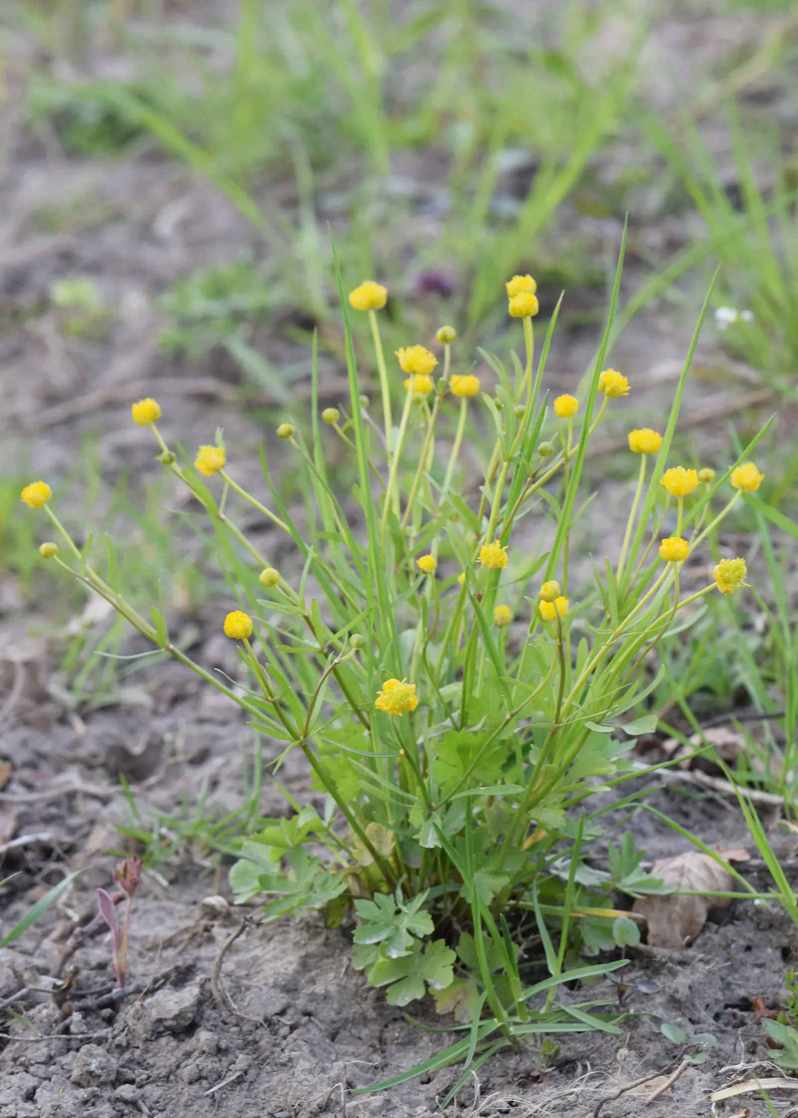 Ranunculus (Ranunculus Asiaticus) — commonly known as Persian Buttercup; blooming vibrantly in spring, they stand approximately 12-24 inches tall, image 97