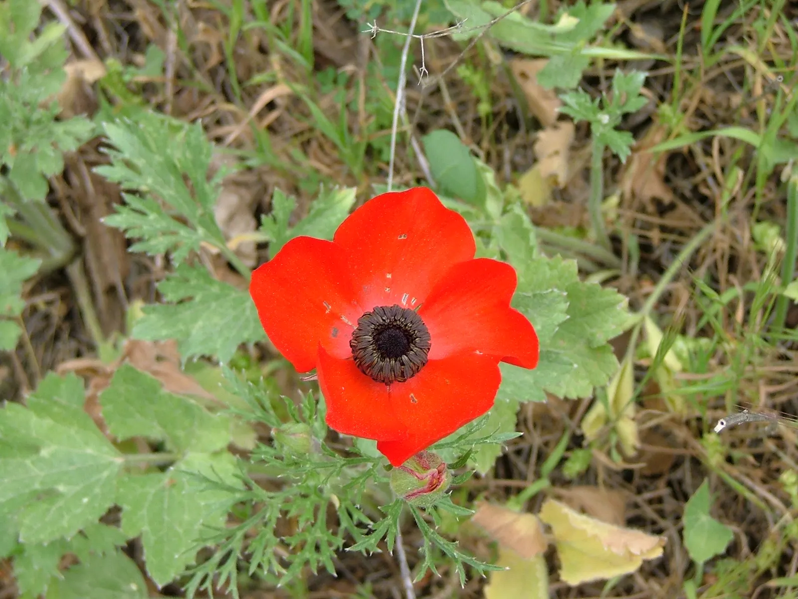 Ranunculus (Ranunculus Asiaticus) — perennial with pink and purple and red and white and yellow blooms; deeply lobed leaves providing a plush green, image 167