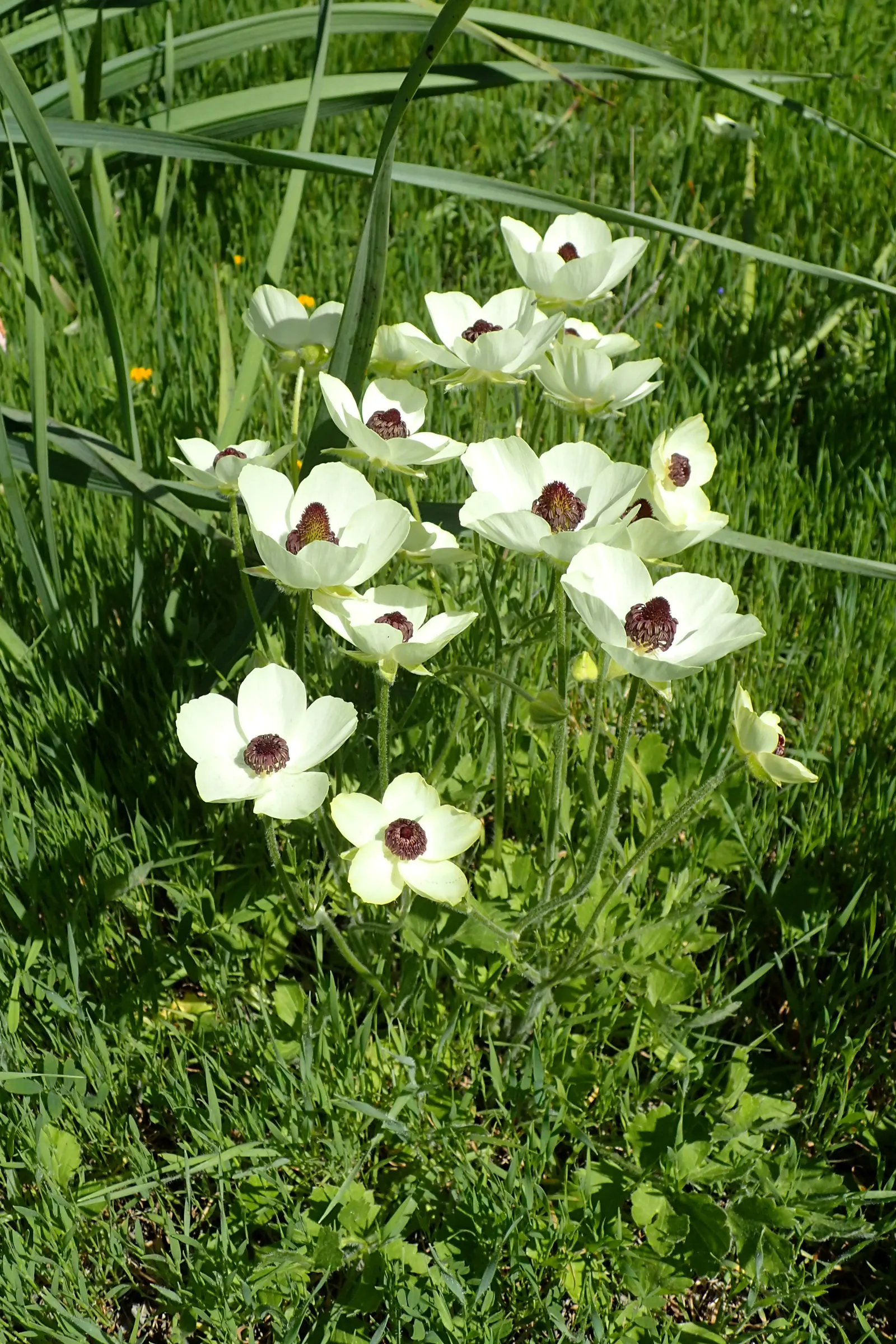 Ranunculus (Ranunculus Asiaticus) — perennial with pink and purple and red and white and yellow blooms; deeply lobed leaves providing a plush green, image 95