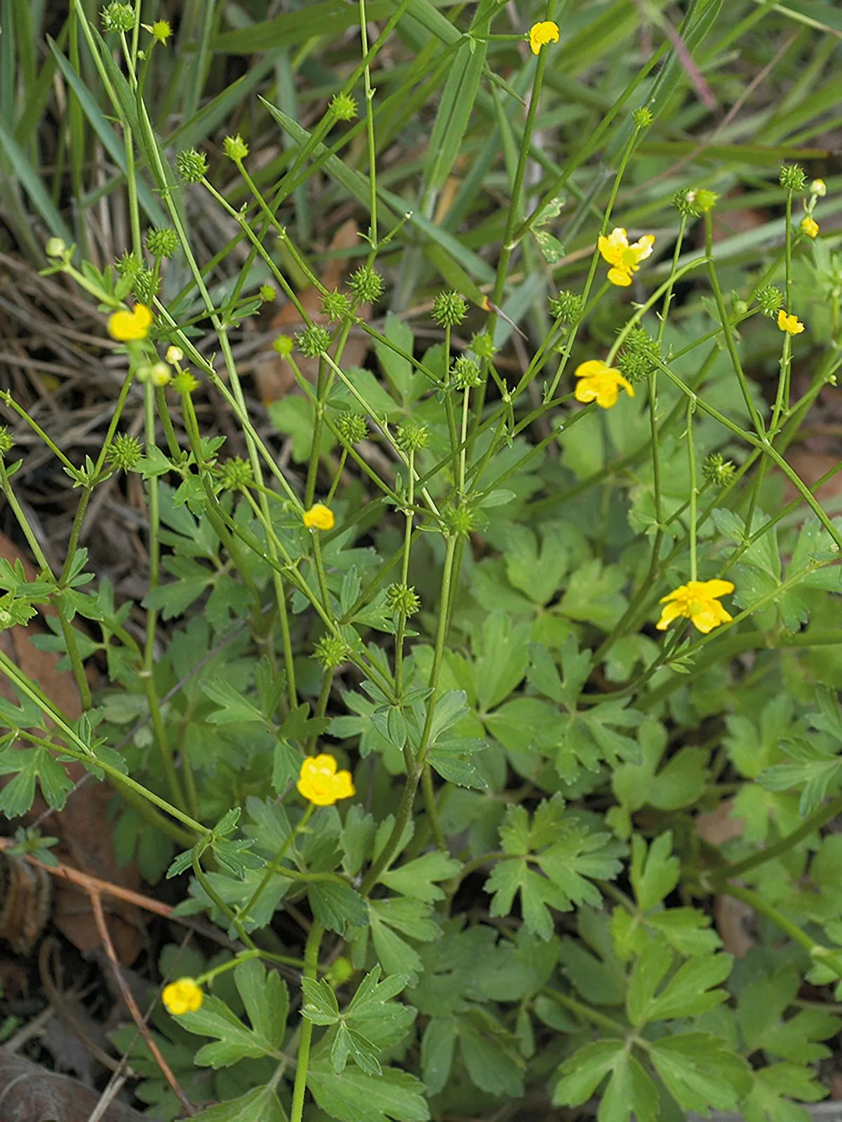 Ranunculus (Ranunculus Asiaticus) — such as tulips and daffodils; at a depth of approximately 2 inches