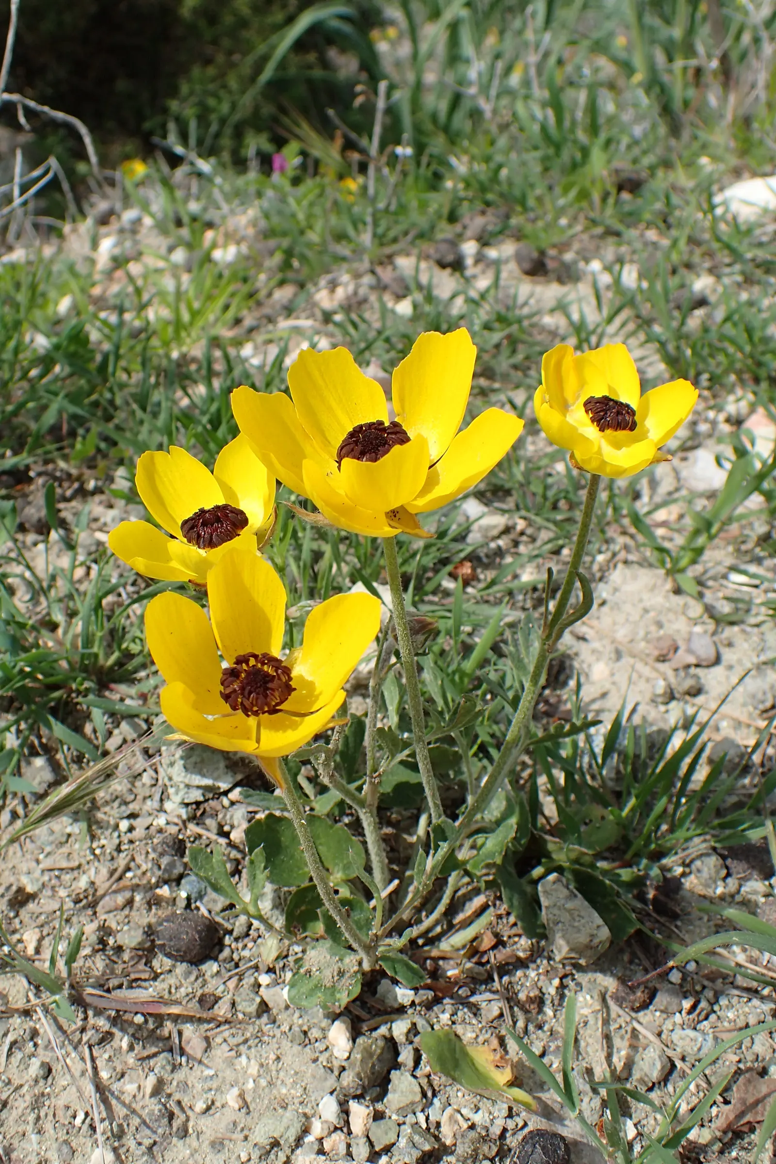 Ranunculus (Ranunculus Asiaticus) — deadheading is recommended