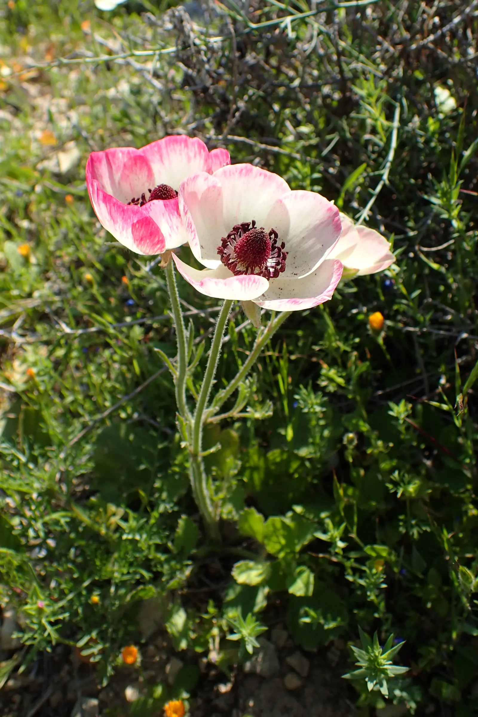 Ranunculus (Ranunculus Asiaticus) — perennial with pink and purple and red and white and yellow blooms