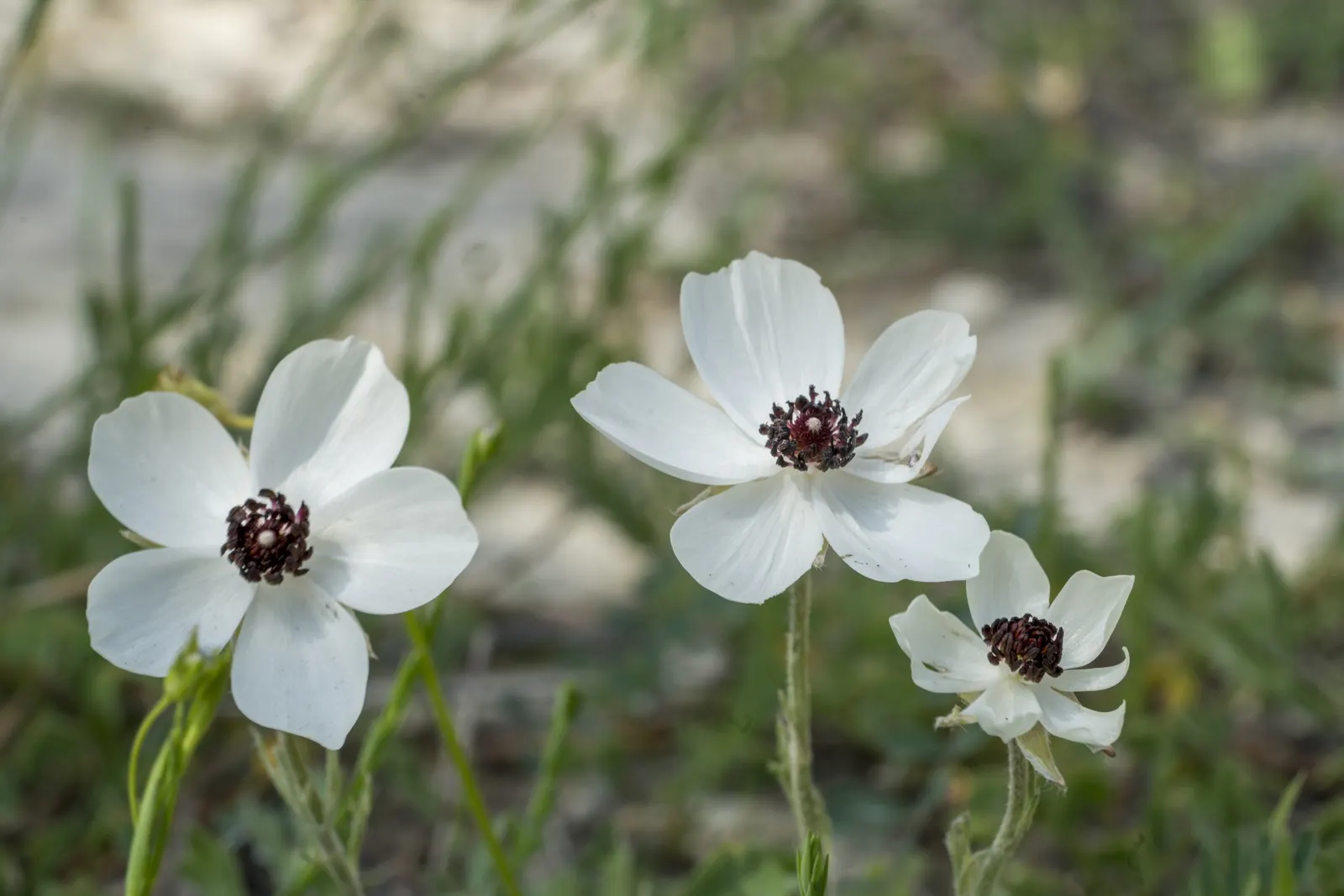Ranunculus (Ranunculus Asiaticus) — They thrive in full sun to partial shade and prefer well-drained soil